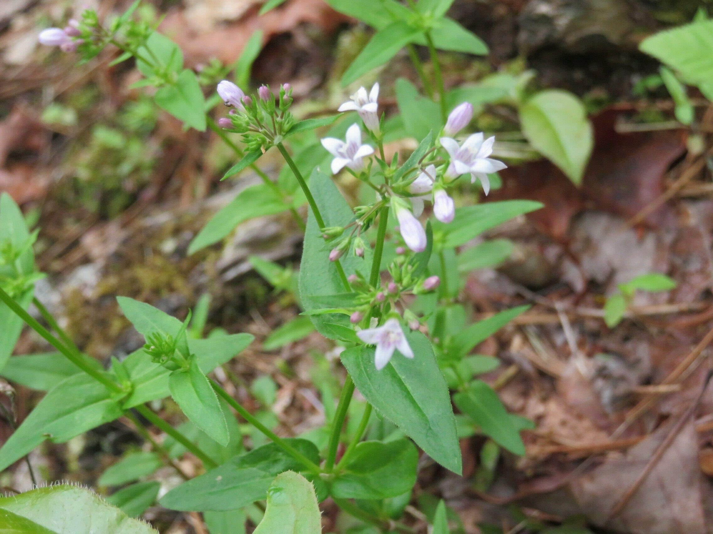 Woodland Bluet (Houstonia lanceolata)
