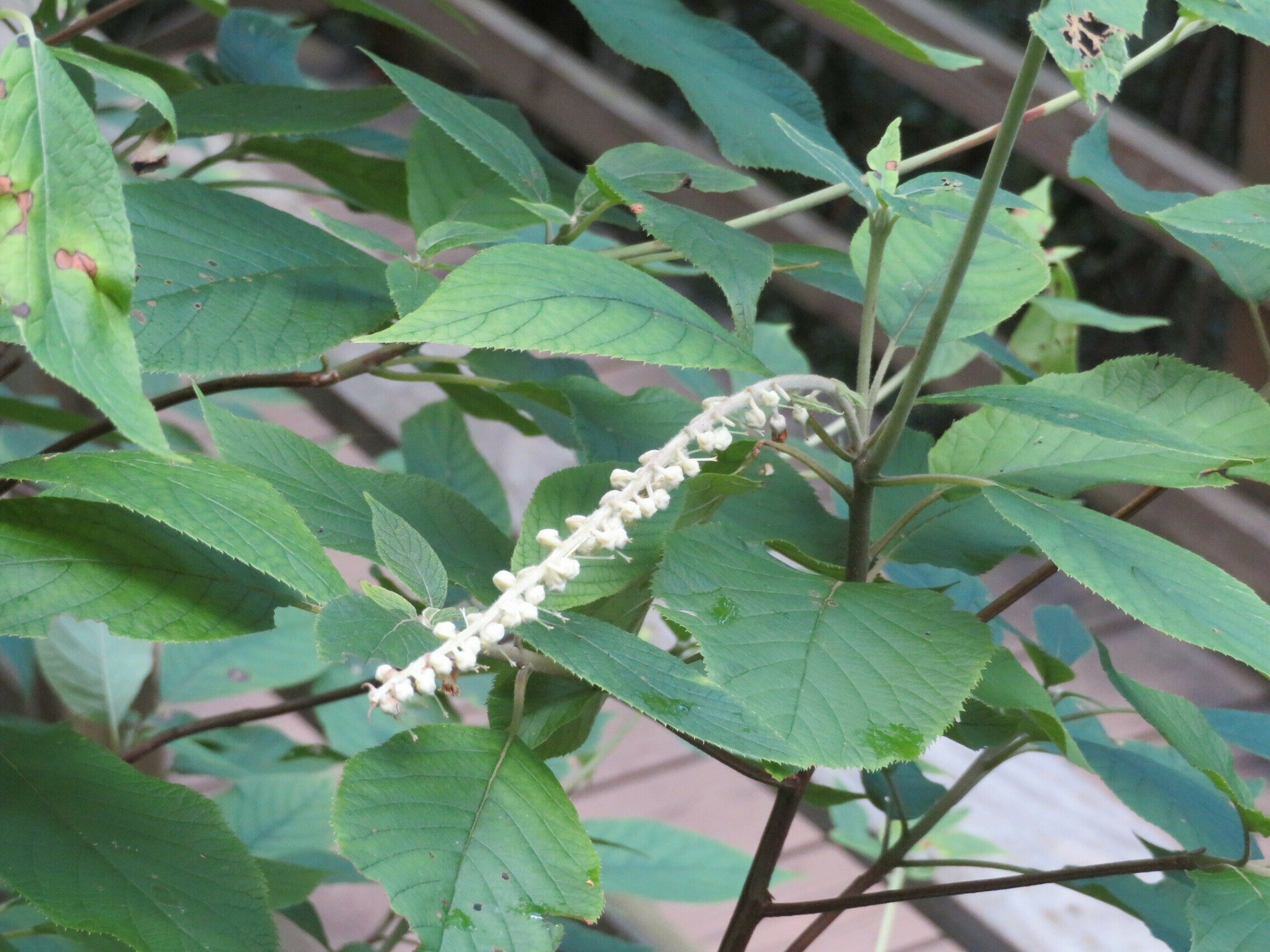 Mountain sweetpepperbush (Clethra acuminata) ???