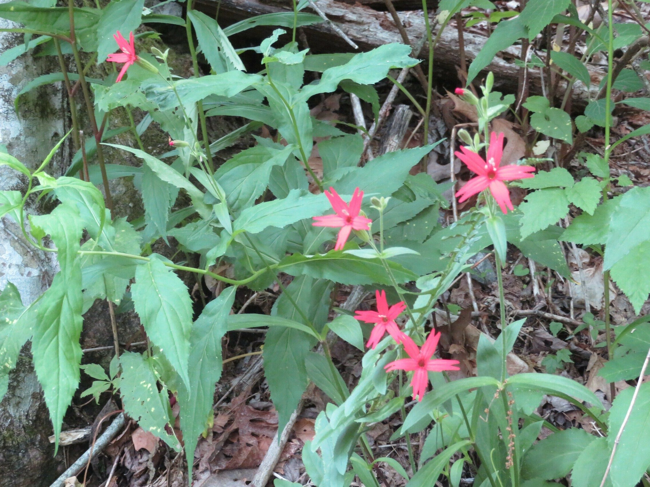 More Fire Pink(Silene virginica)