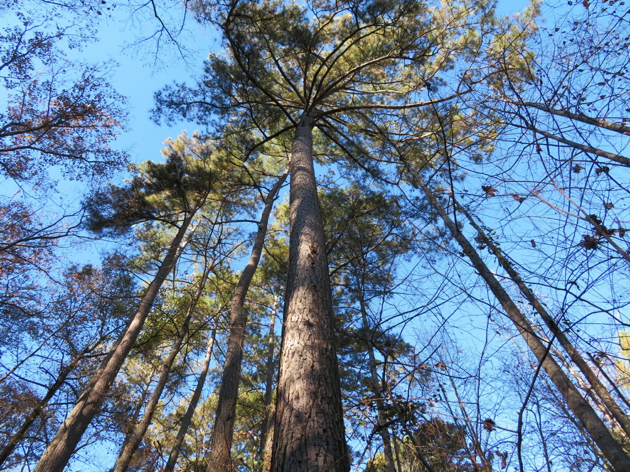 Example of the grove of very large and tall white pines just beyond the trailhead.