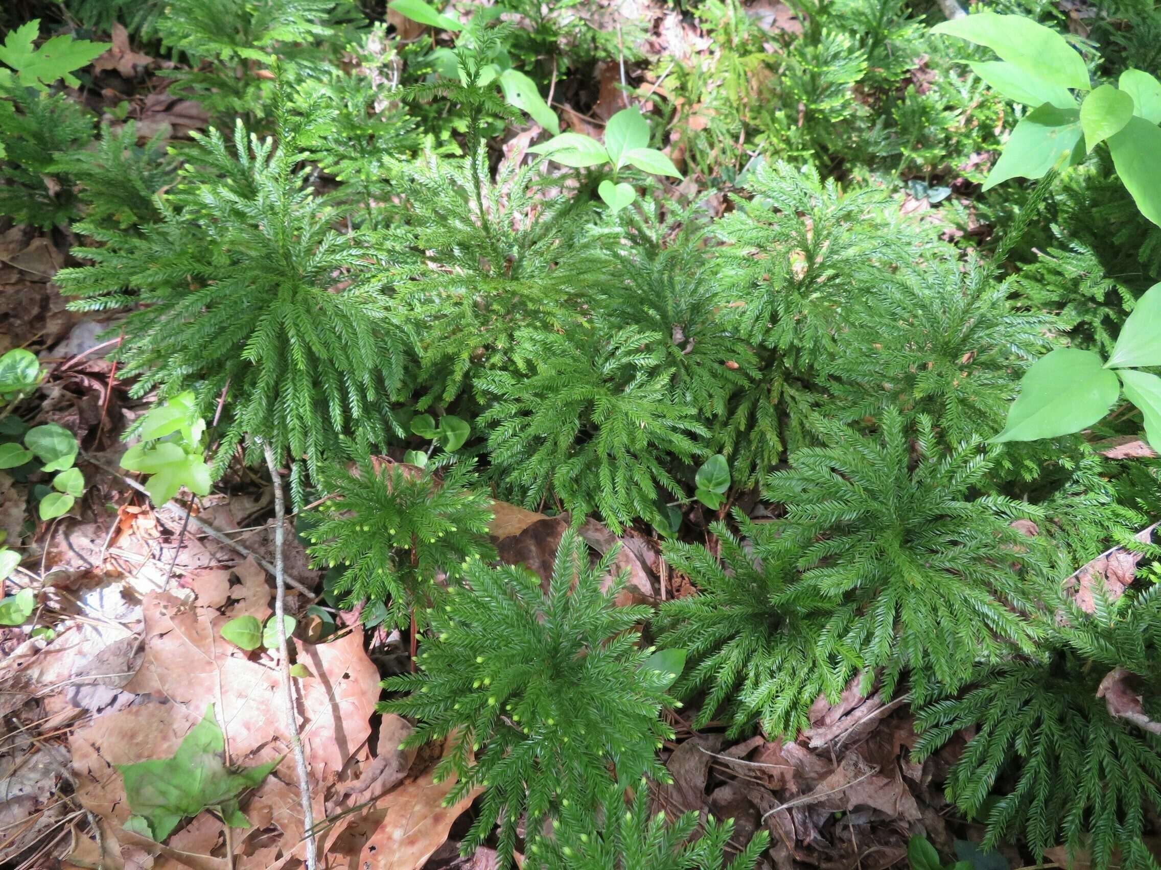 Ground Pine (Lycopodium obscurum)