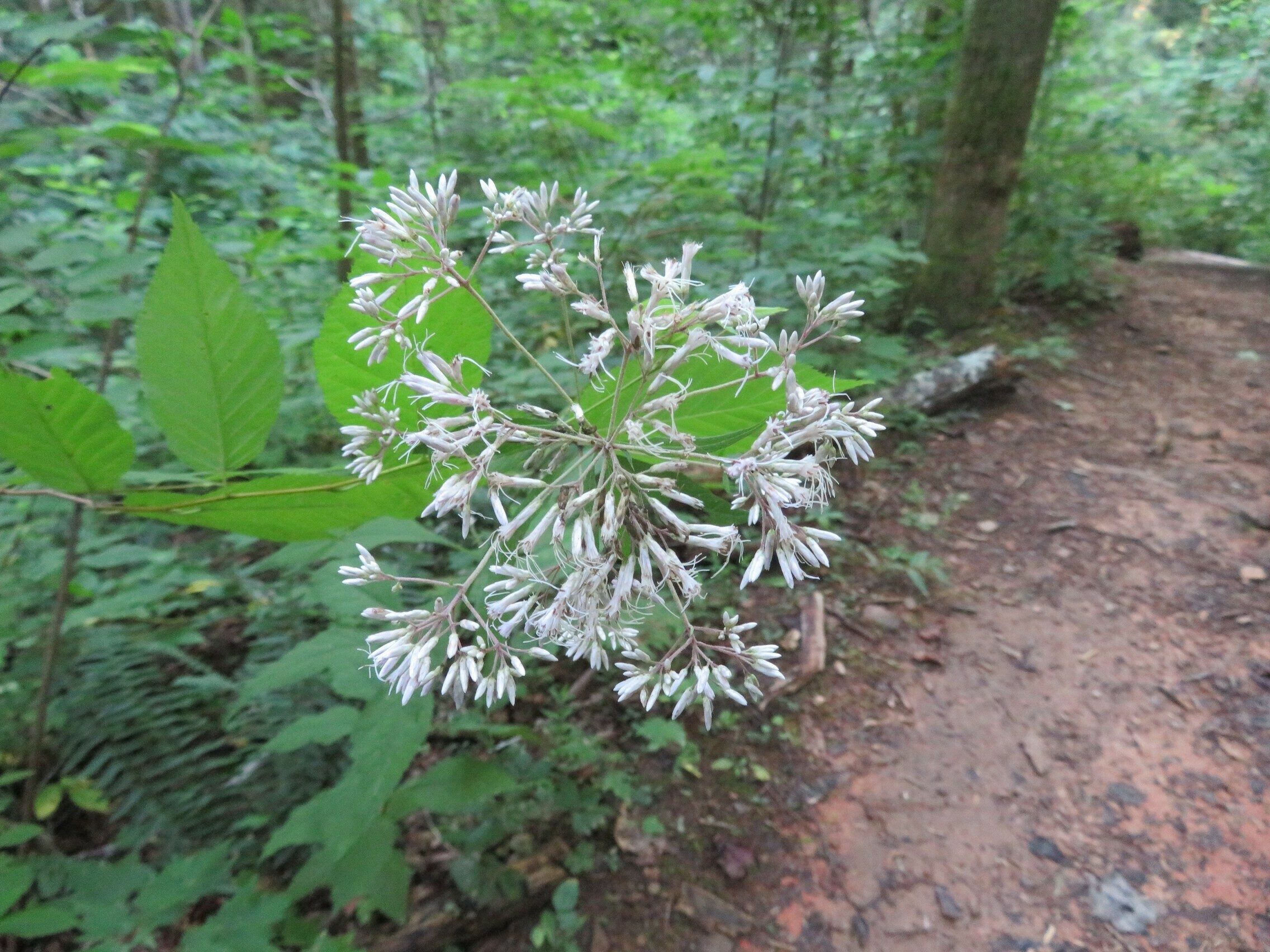 Trumpetweed (Eutrochium fistulosum)
