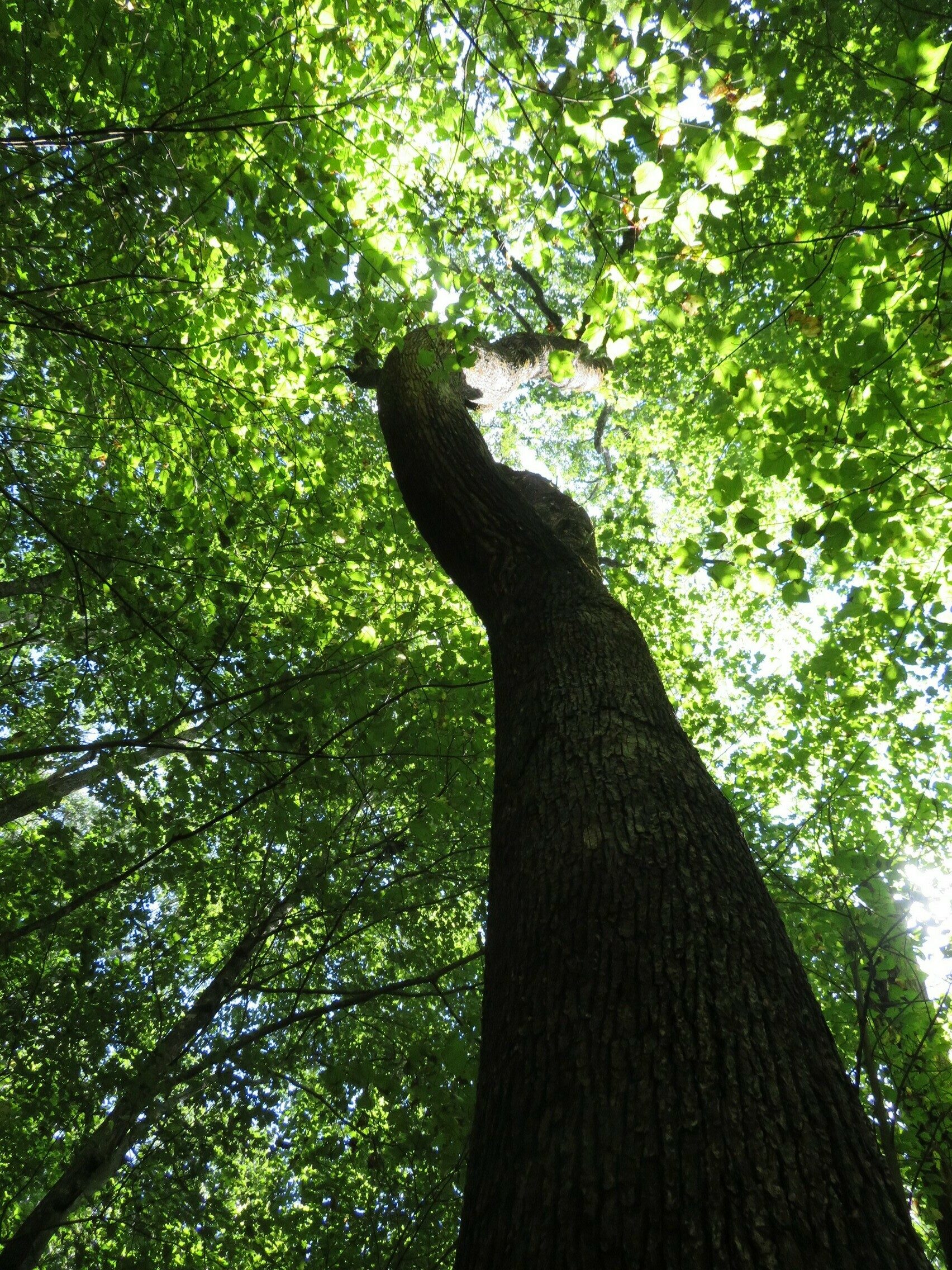 Another large oak with a crook reaching upward.