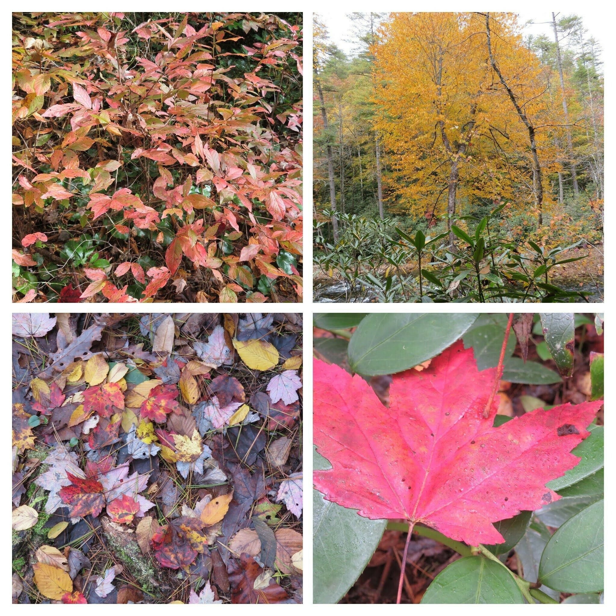 Lots of fall color when you can take your eyes off the trail.