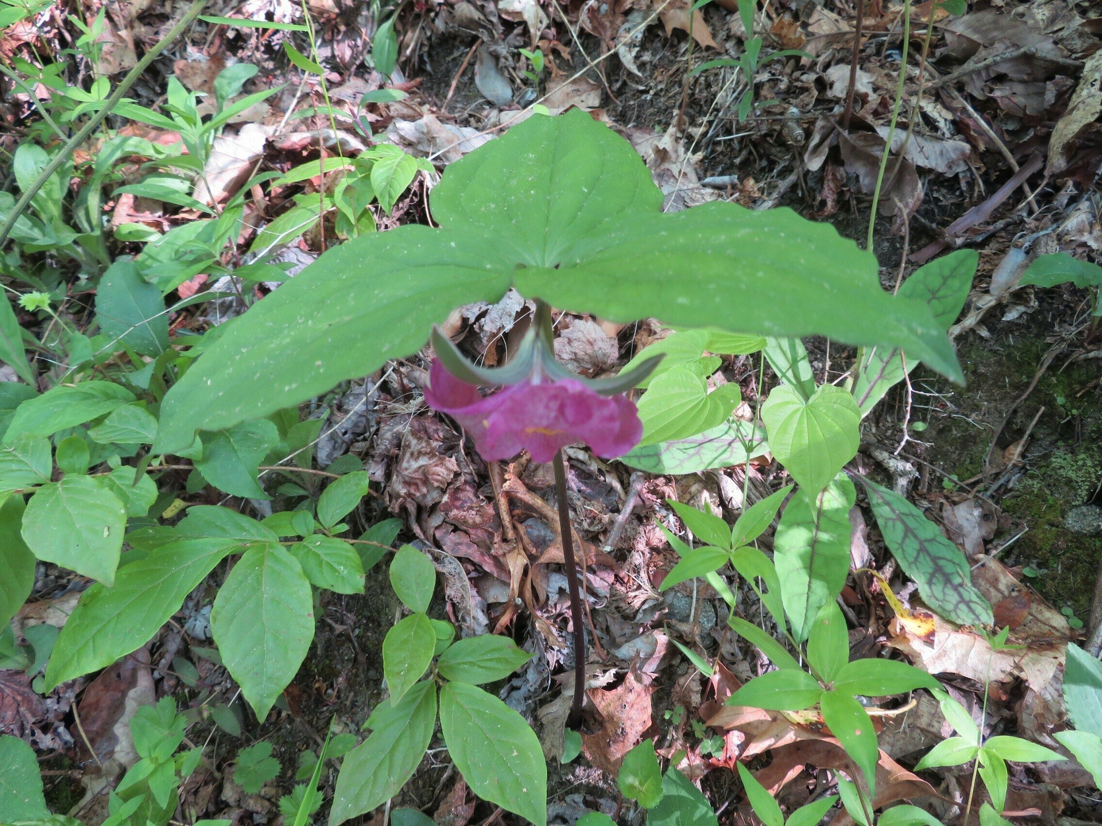 Vasey's Trillium (Trillium vaseyi)