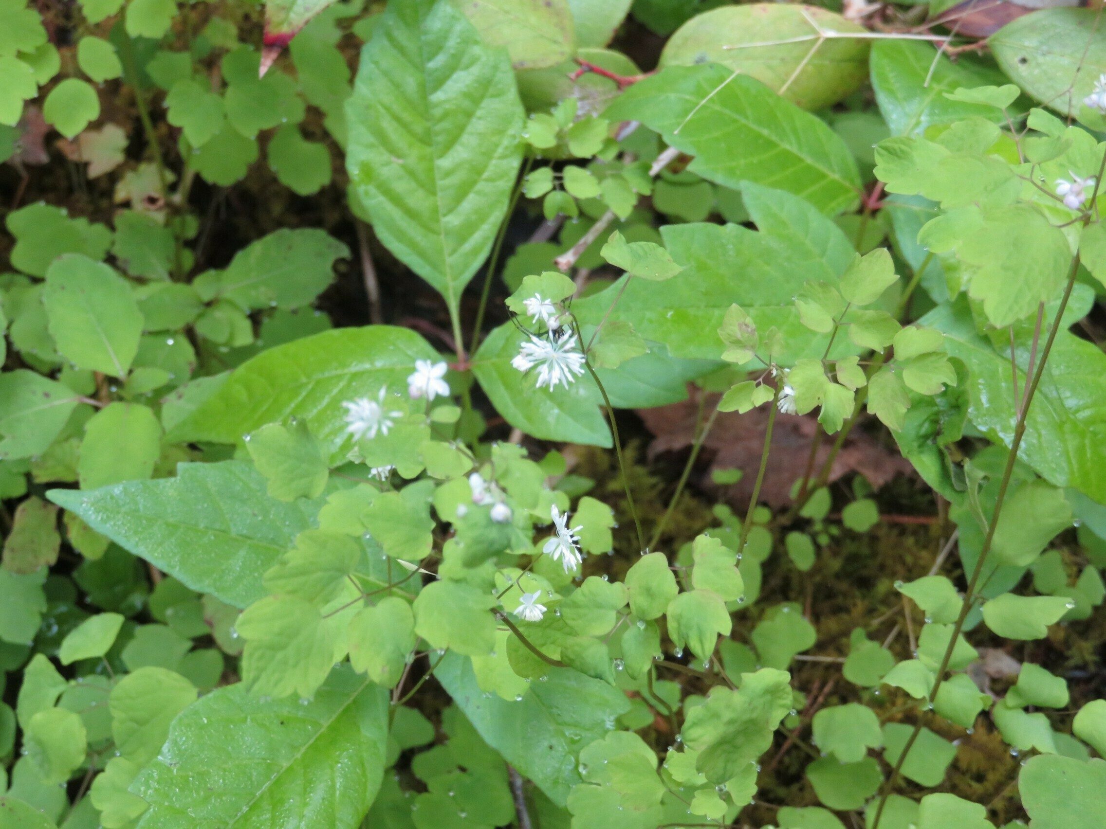 Meadow Rue (Thalictrum pubescens)