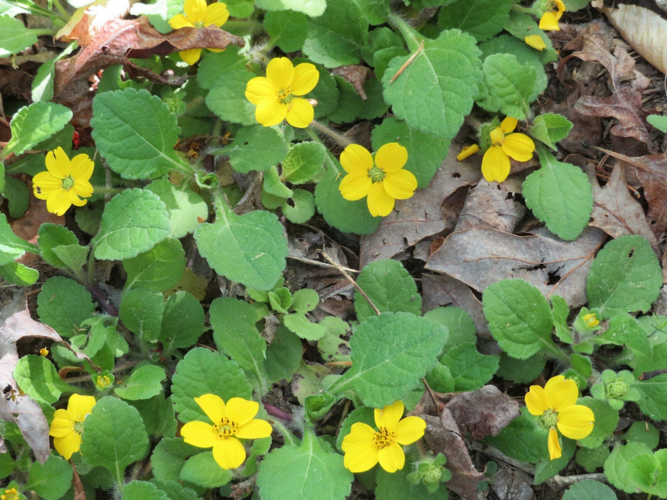 Green and Gold (Chrysogonum virginianum)