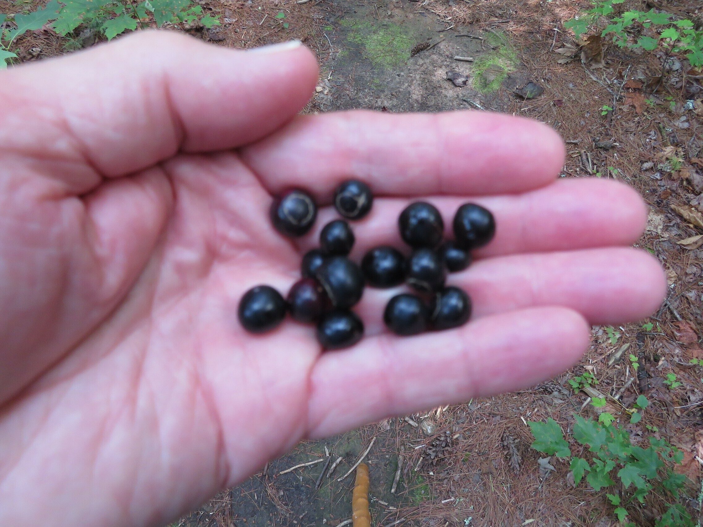 Some huckleberries found along the trail.  A bit tart, but tasty.