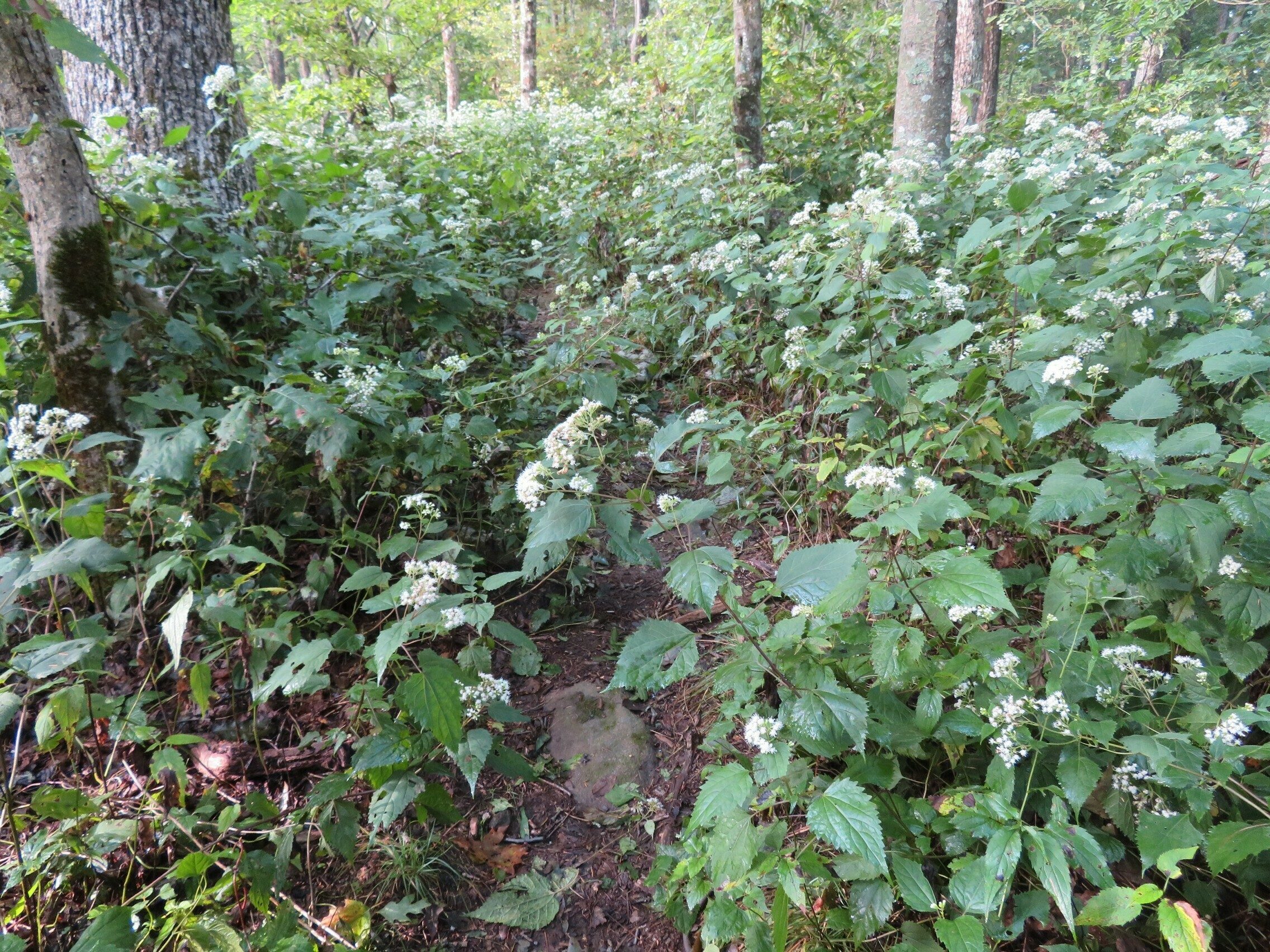 Lots of this White Snakeroot along this trail this time of year.