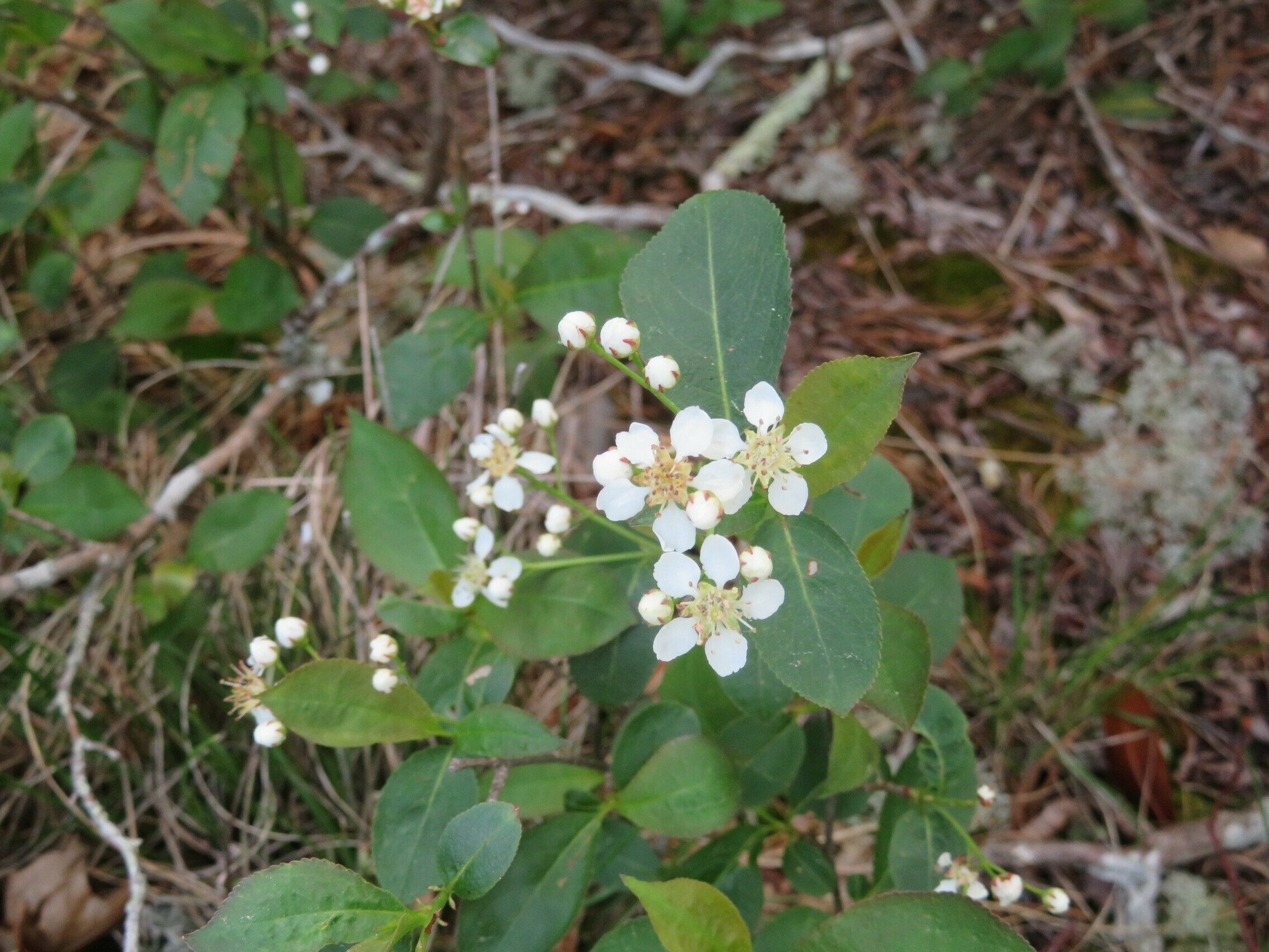 Red Chokeberry (Photinia pyrifolia)