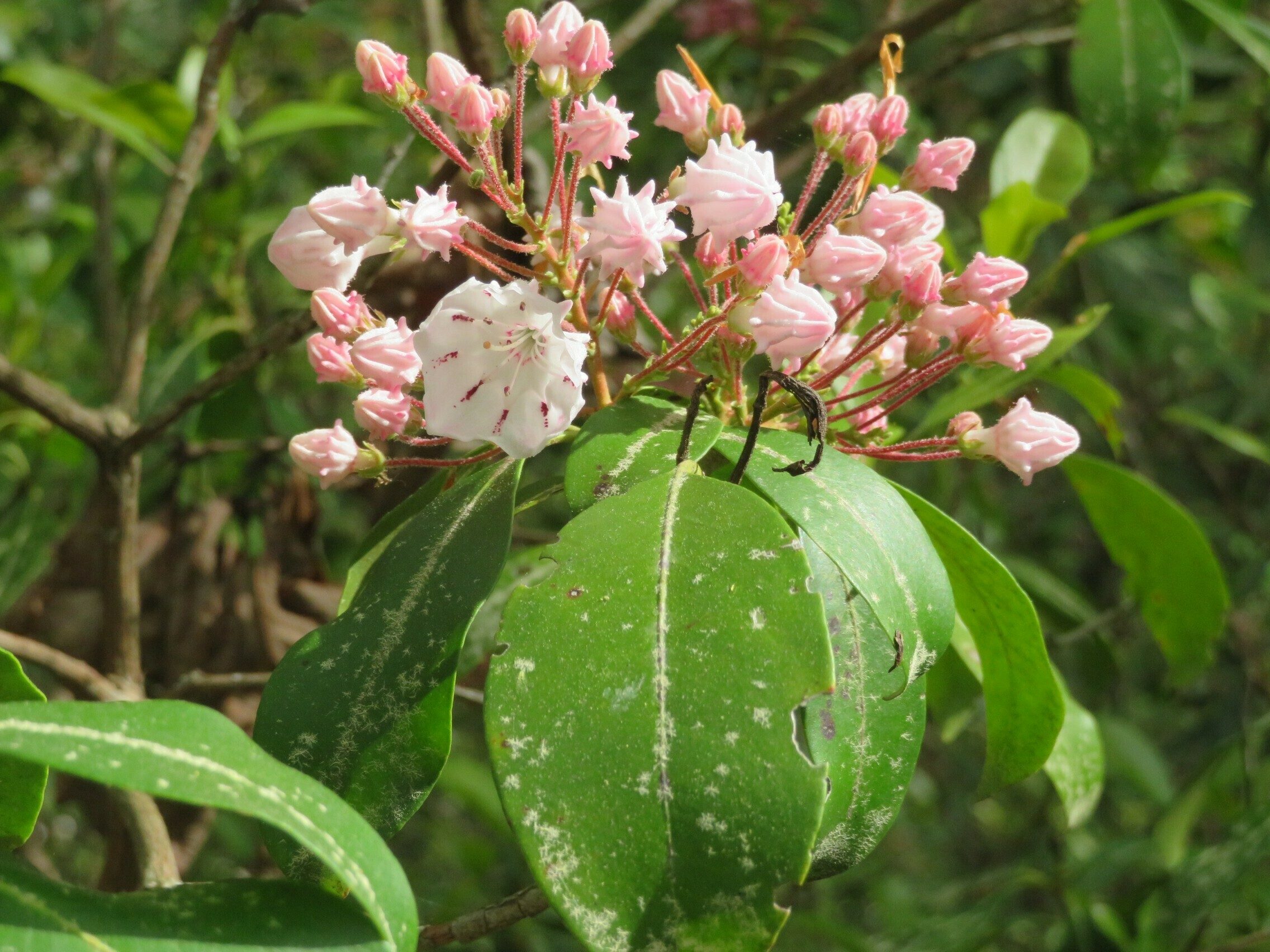 Mountain Laurel (Kalmia latifolia)