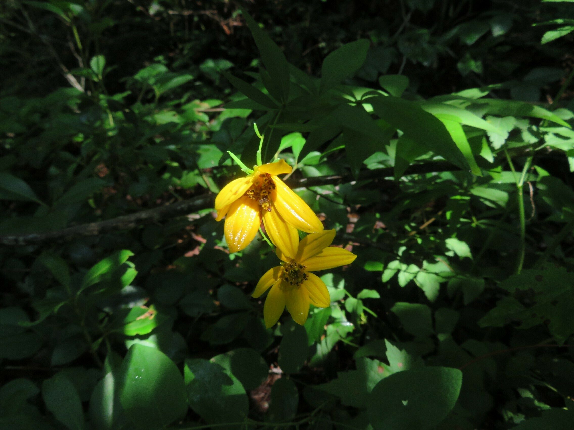 Greater Tickseed (Coreopsis major) late season