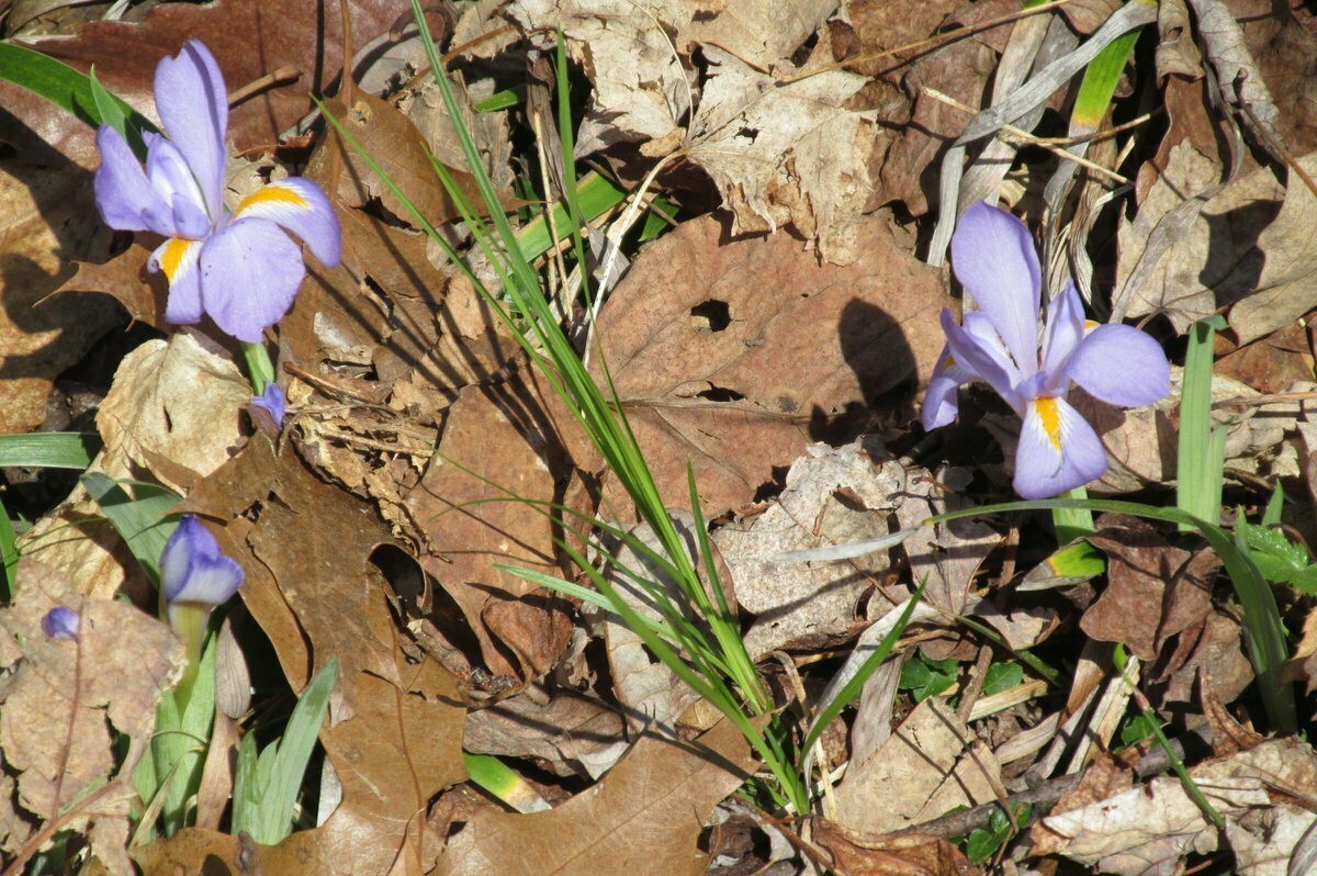Dwarf Iris (Iris verna)