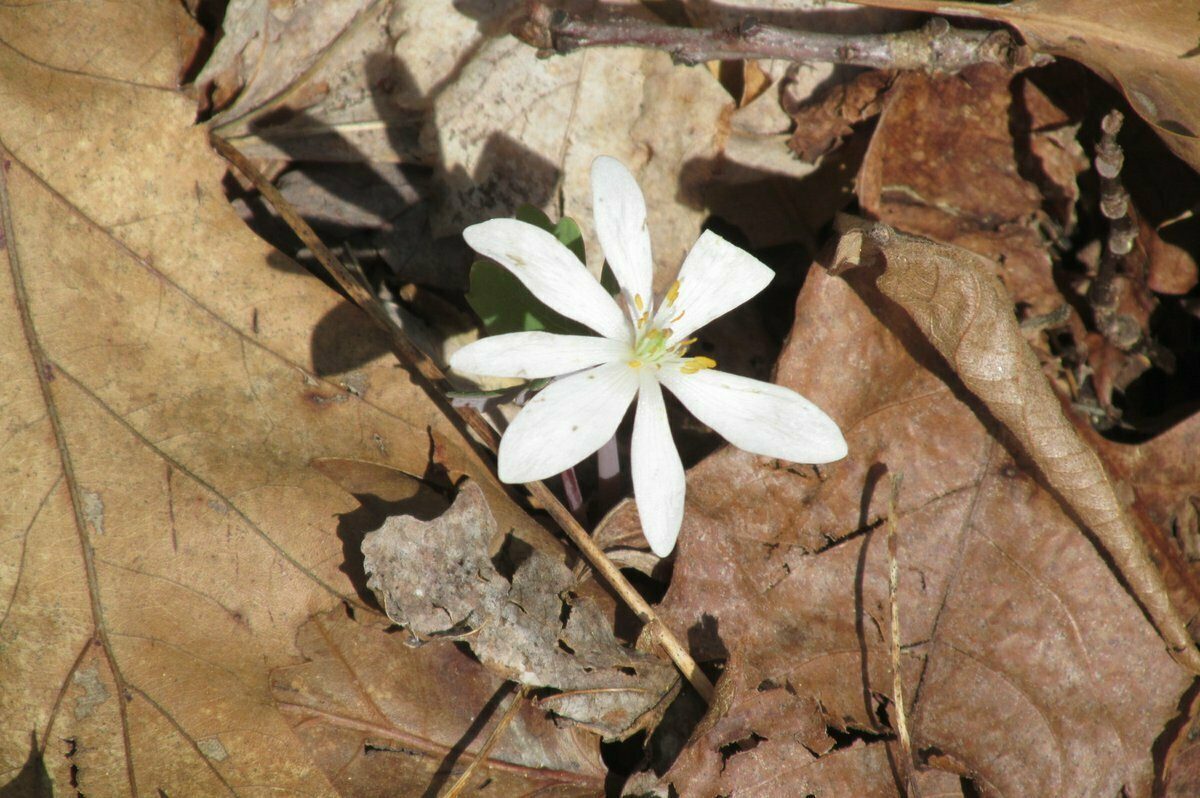 Bloodroot (Sanguinaria canadensis)