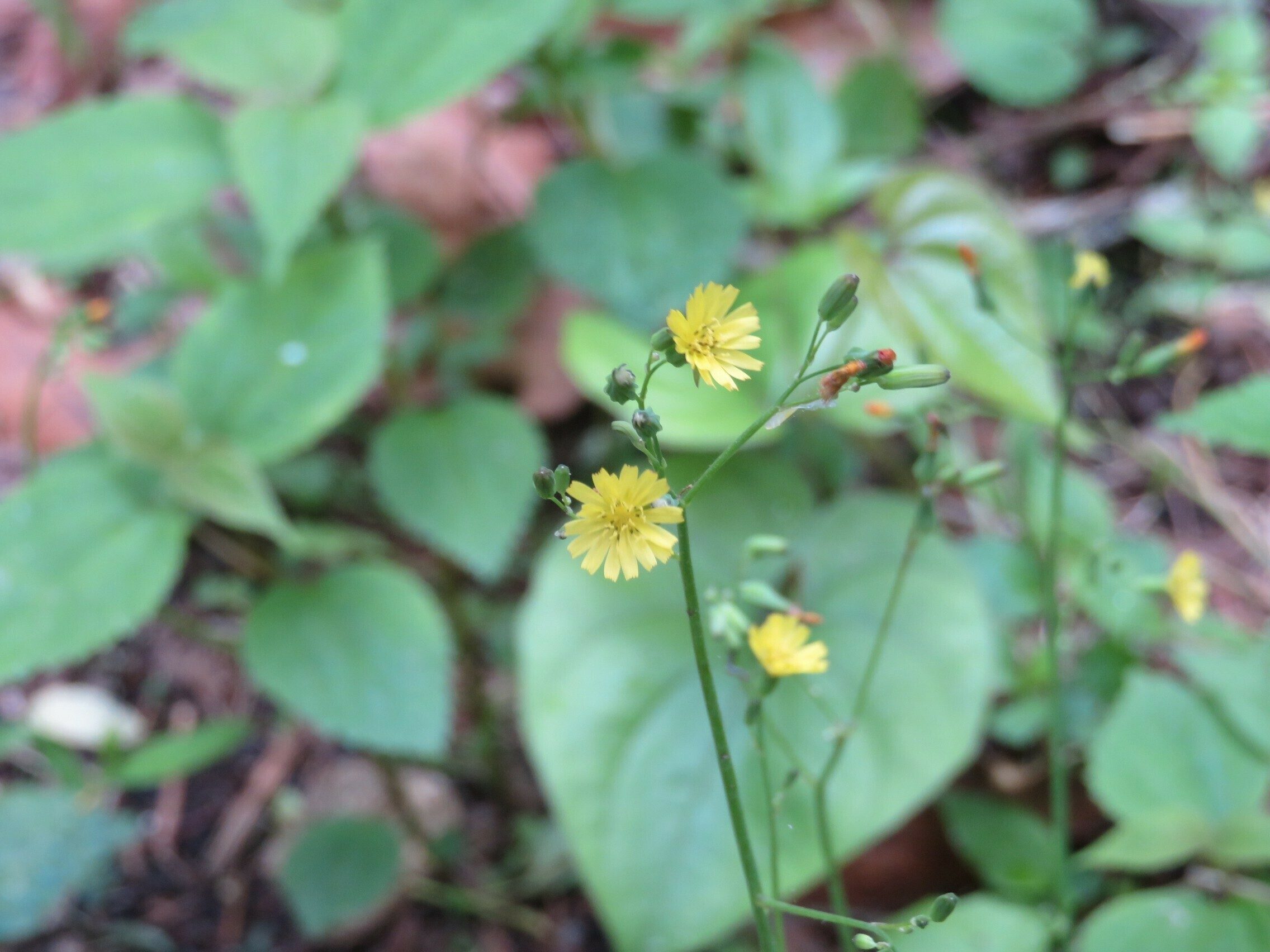 Oriental false hawksbeard (Youngia japonica)