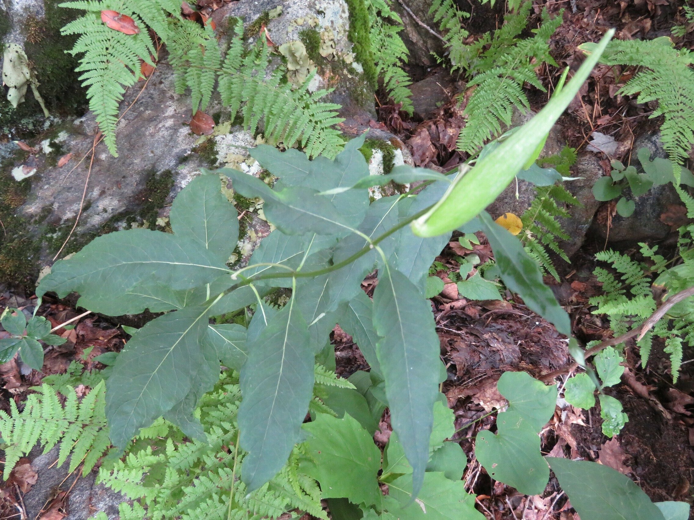 Milkweed fruit . . . how about that!
