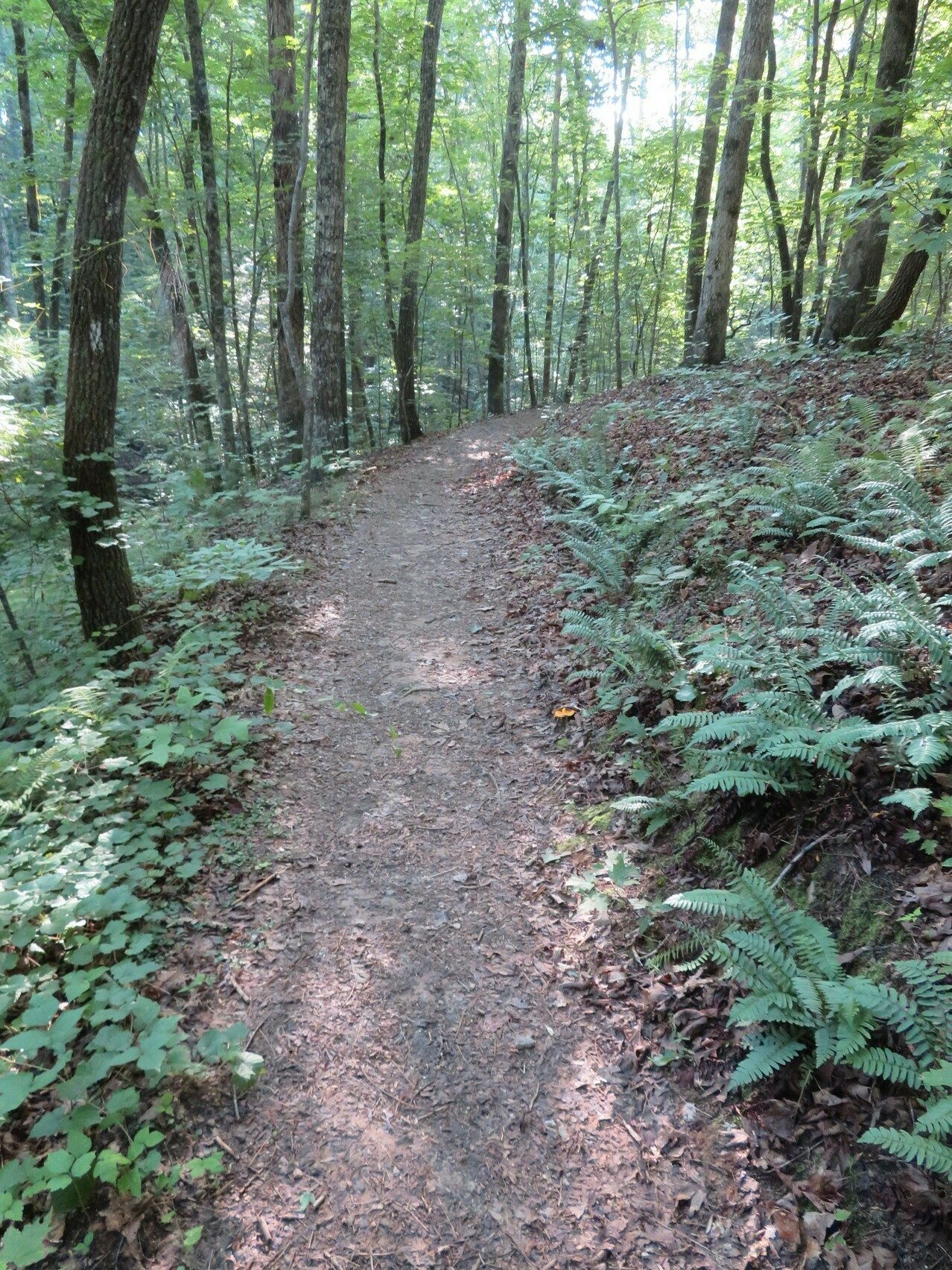 Generally an easy trail and easy on the feet.