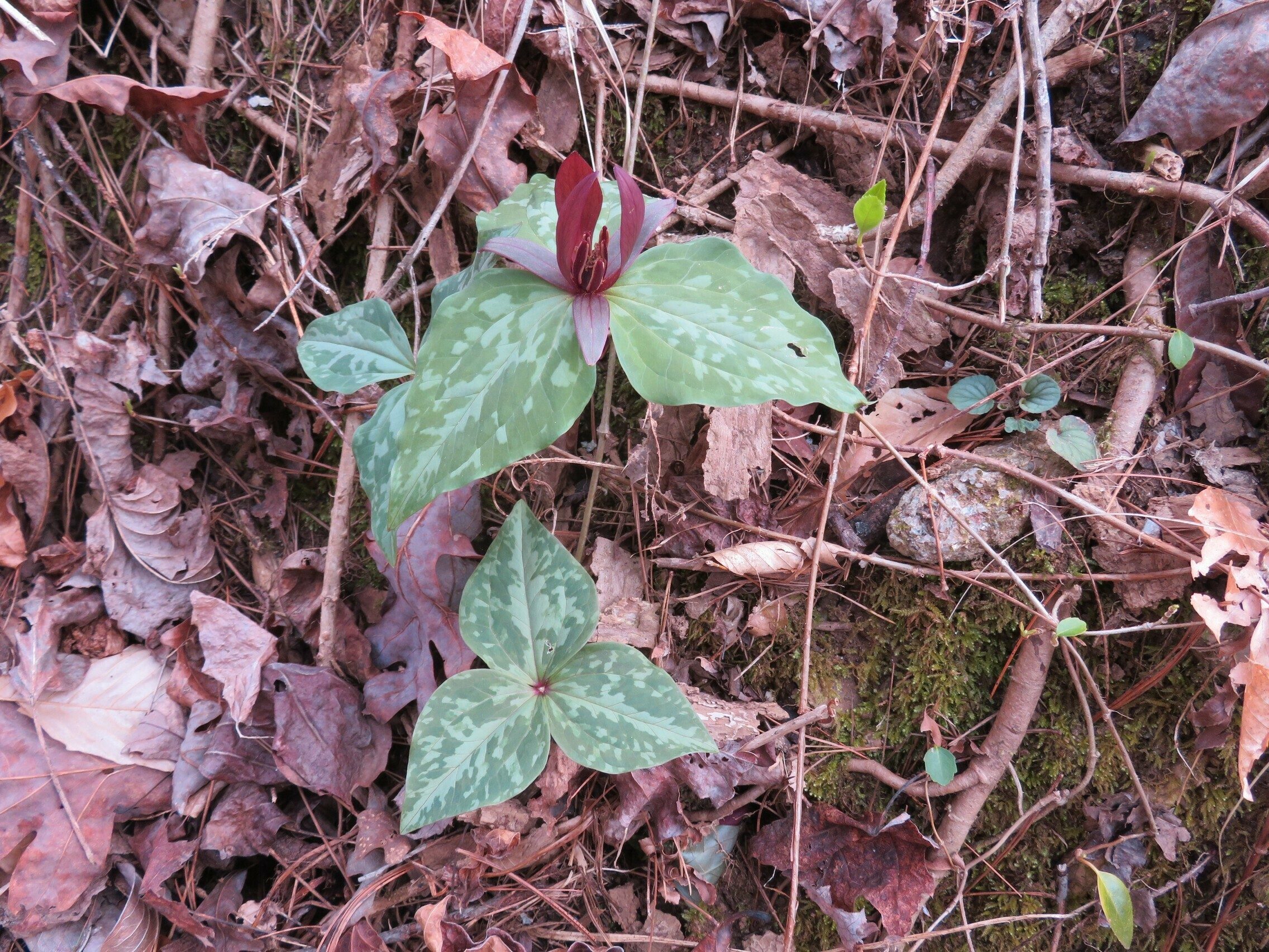 Toadshade / Red Trillium (Trillium cuneatum)