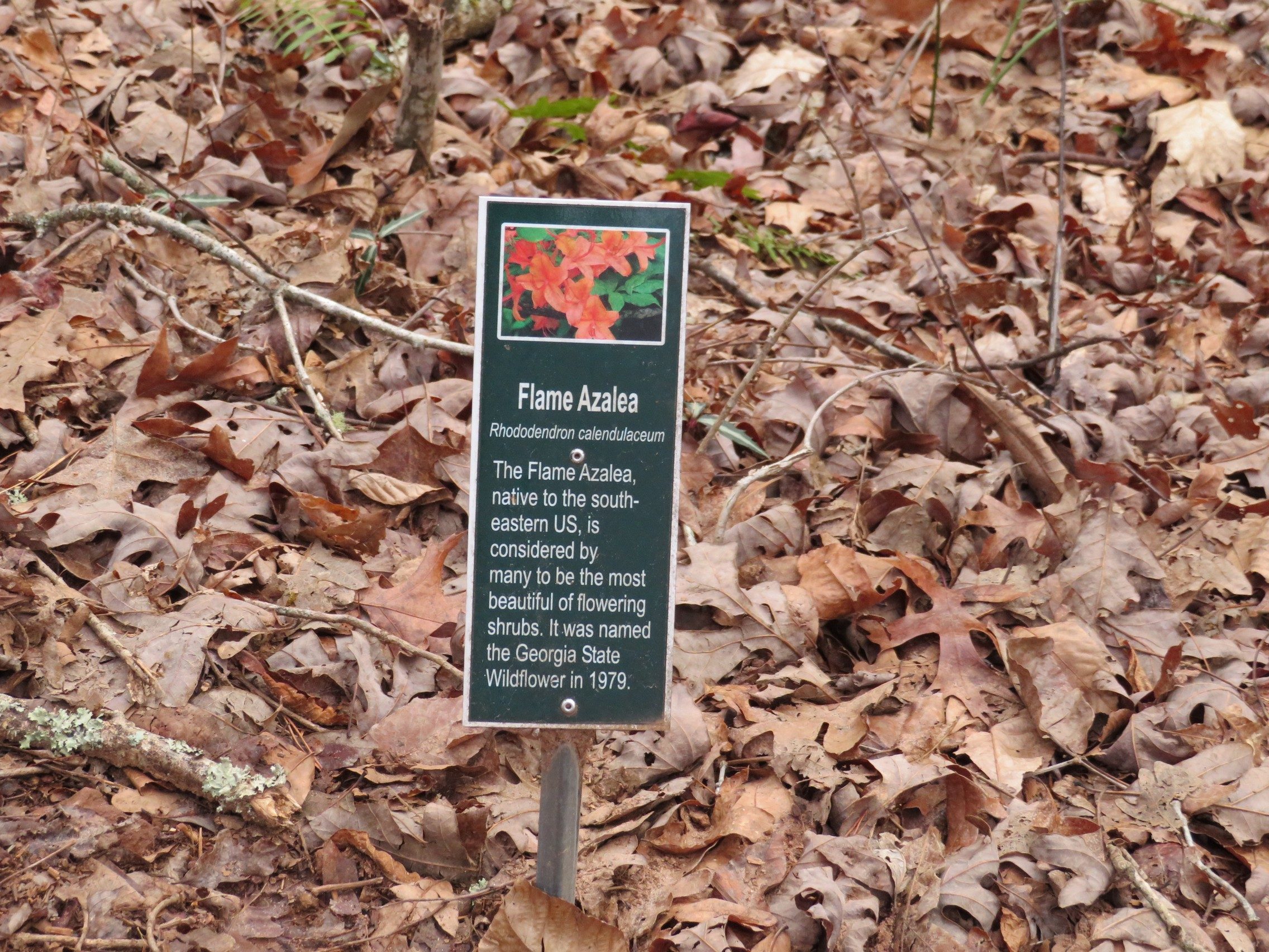 Another of the very nice markers as to the plants along the Central Loop