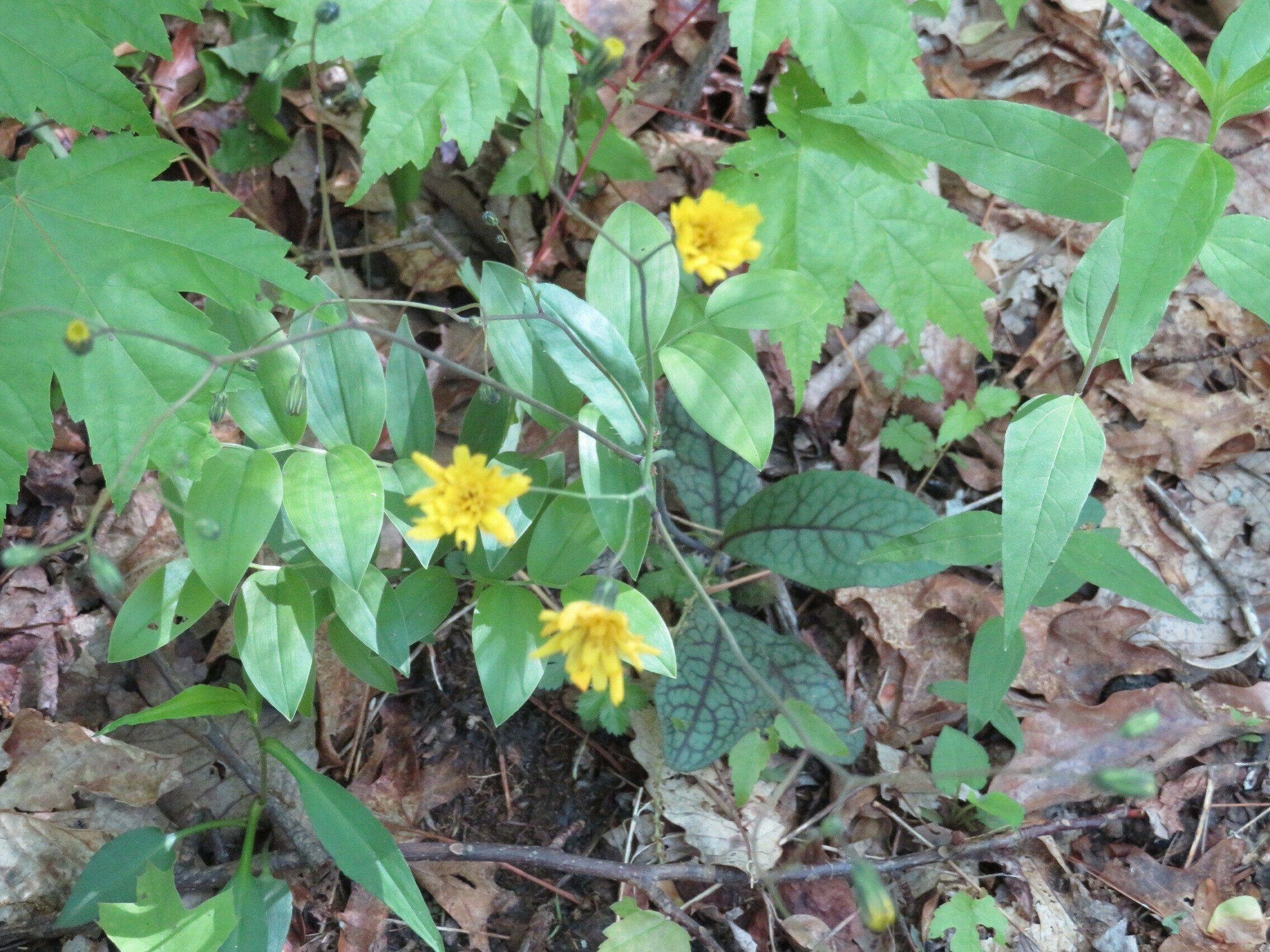 Rattlesnake Weed (Hieracium venosum)