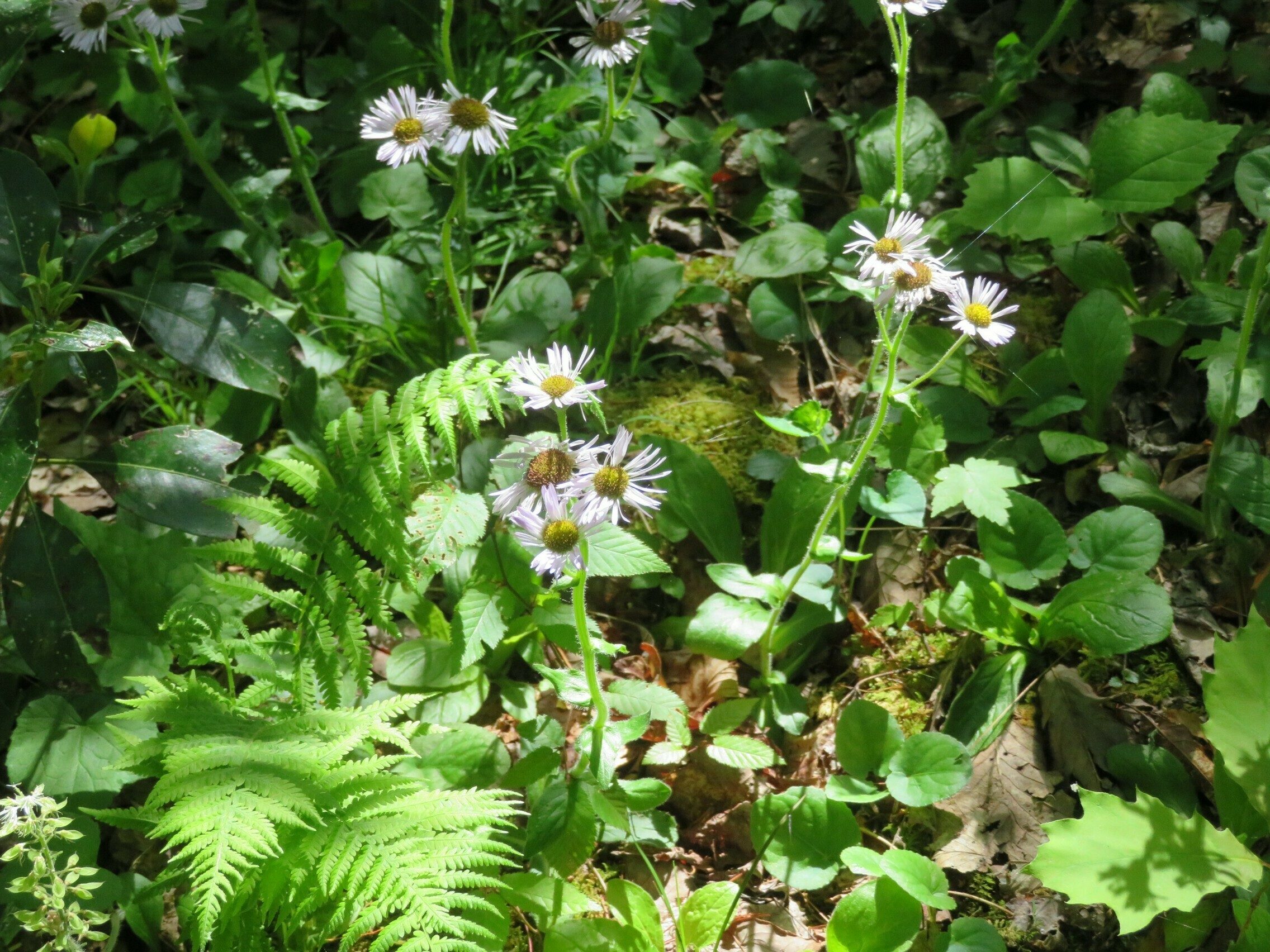 Robin's Plantain (Erigeron pulchellus)