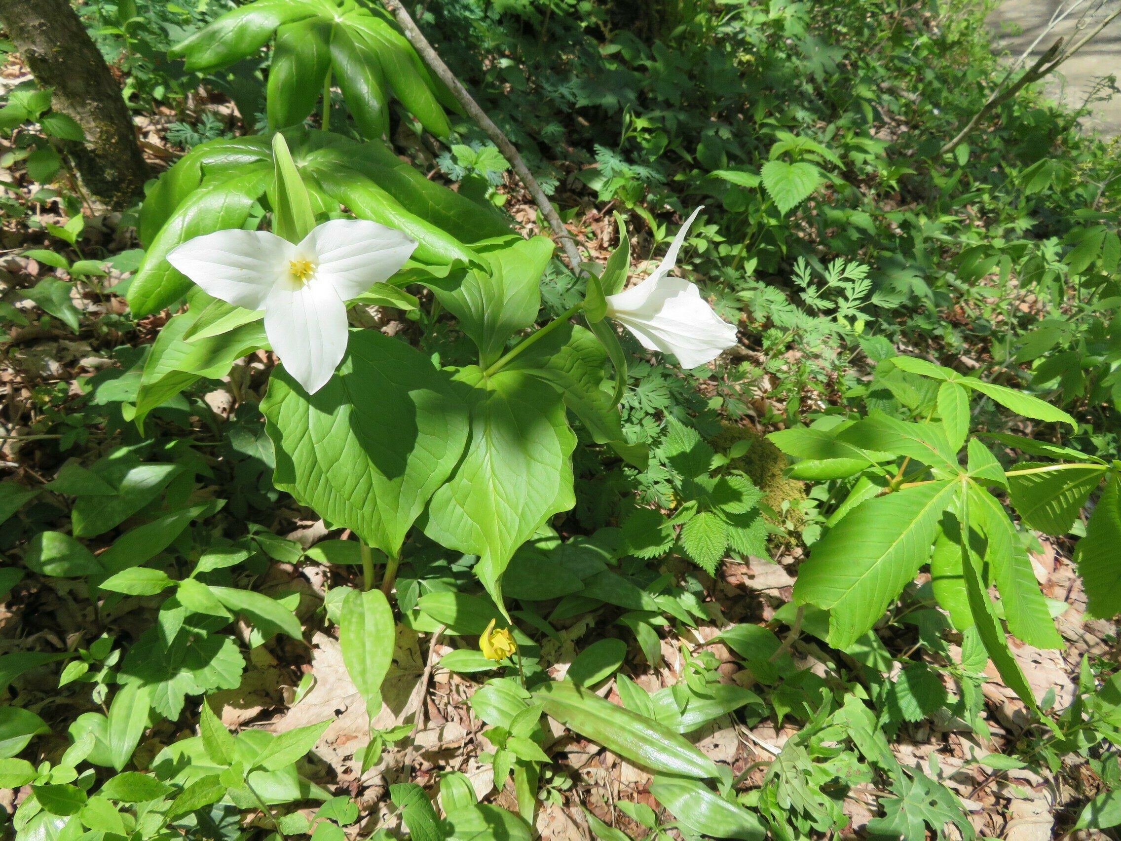 A collection of Mayapple, White Trillium, Buckeye and Trout Lily on the hillside along Deep Gap Road