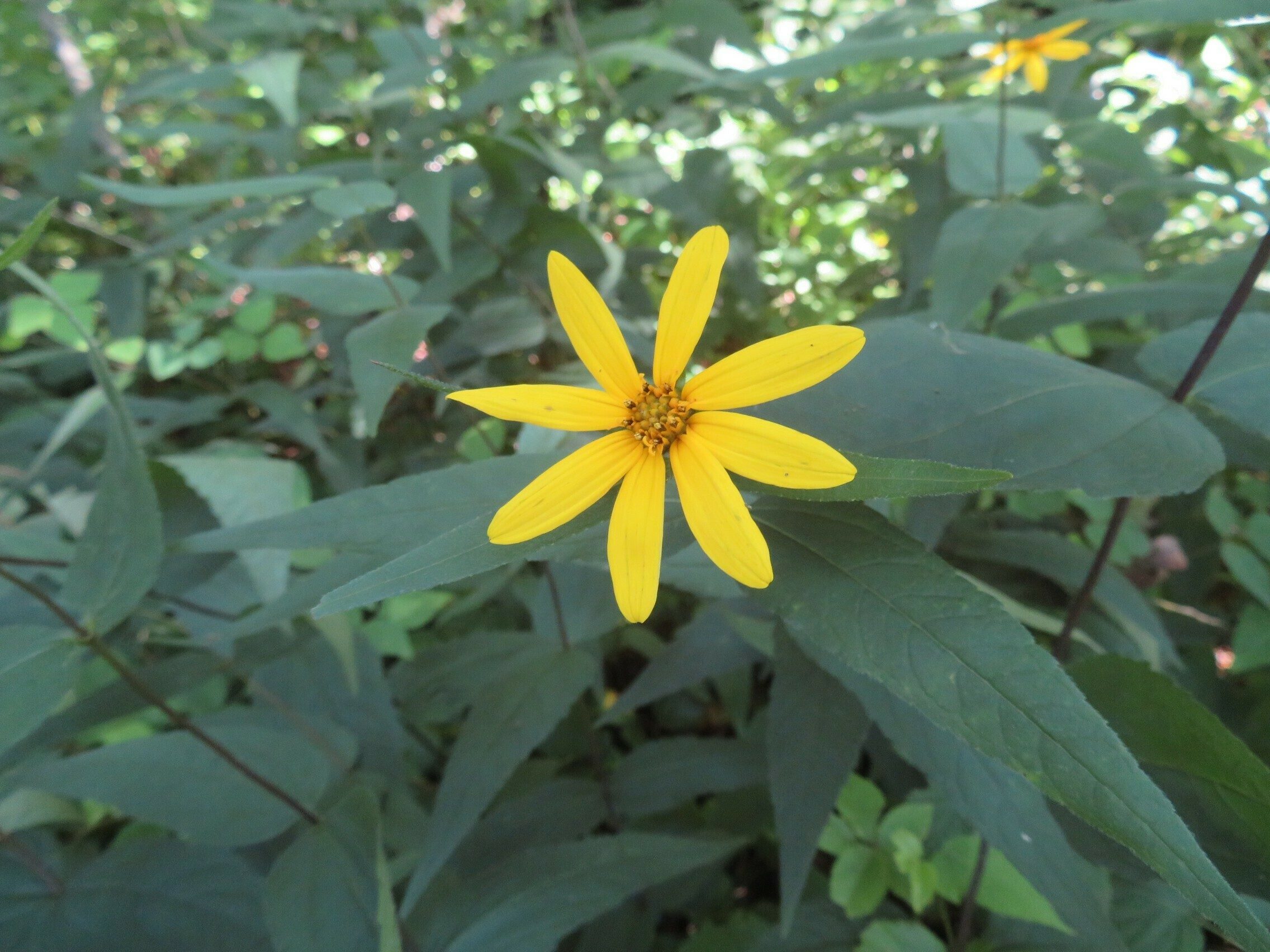 Woodland sunflower (Helianthus divaricatus)