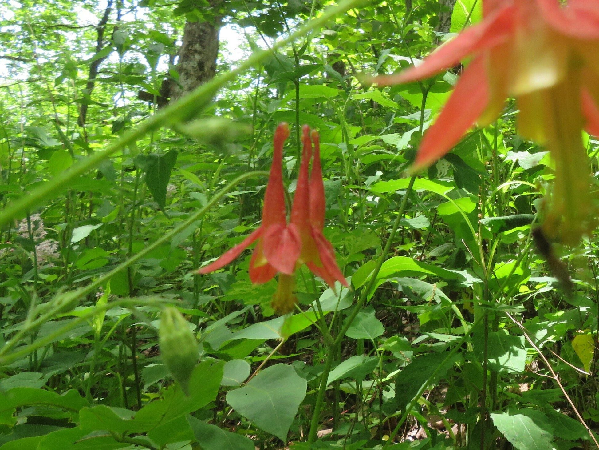 Wild Columbine (Aquilegia canadensis) -Terrible photo!