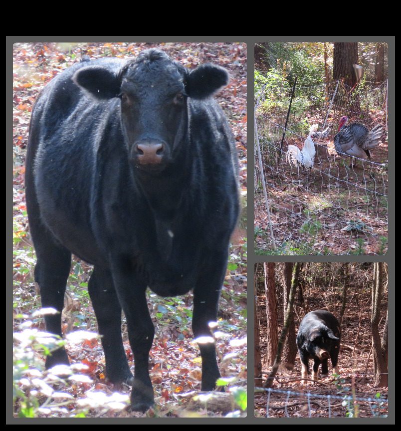 Not quite the native animals we were hoping to see, but these critters were along the trail nevertheless.