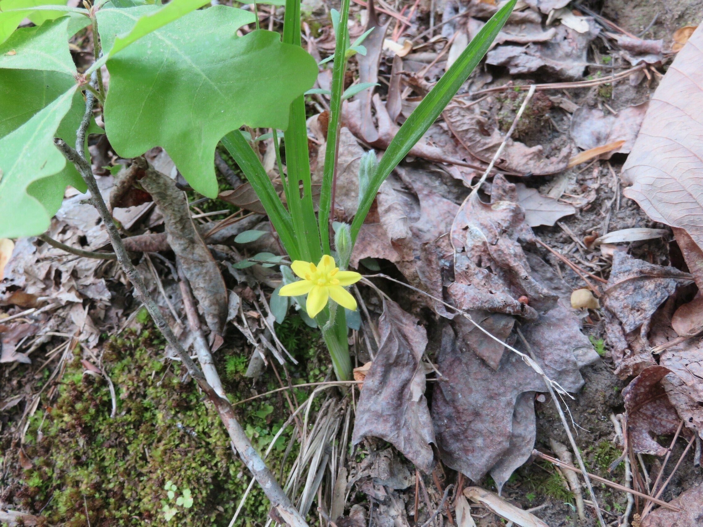 Stargrass, yellow (Hypoxis hirsuta)