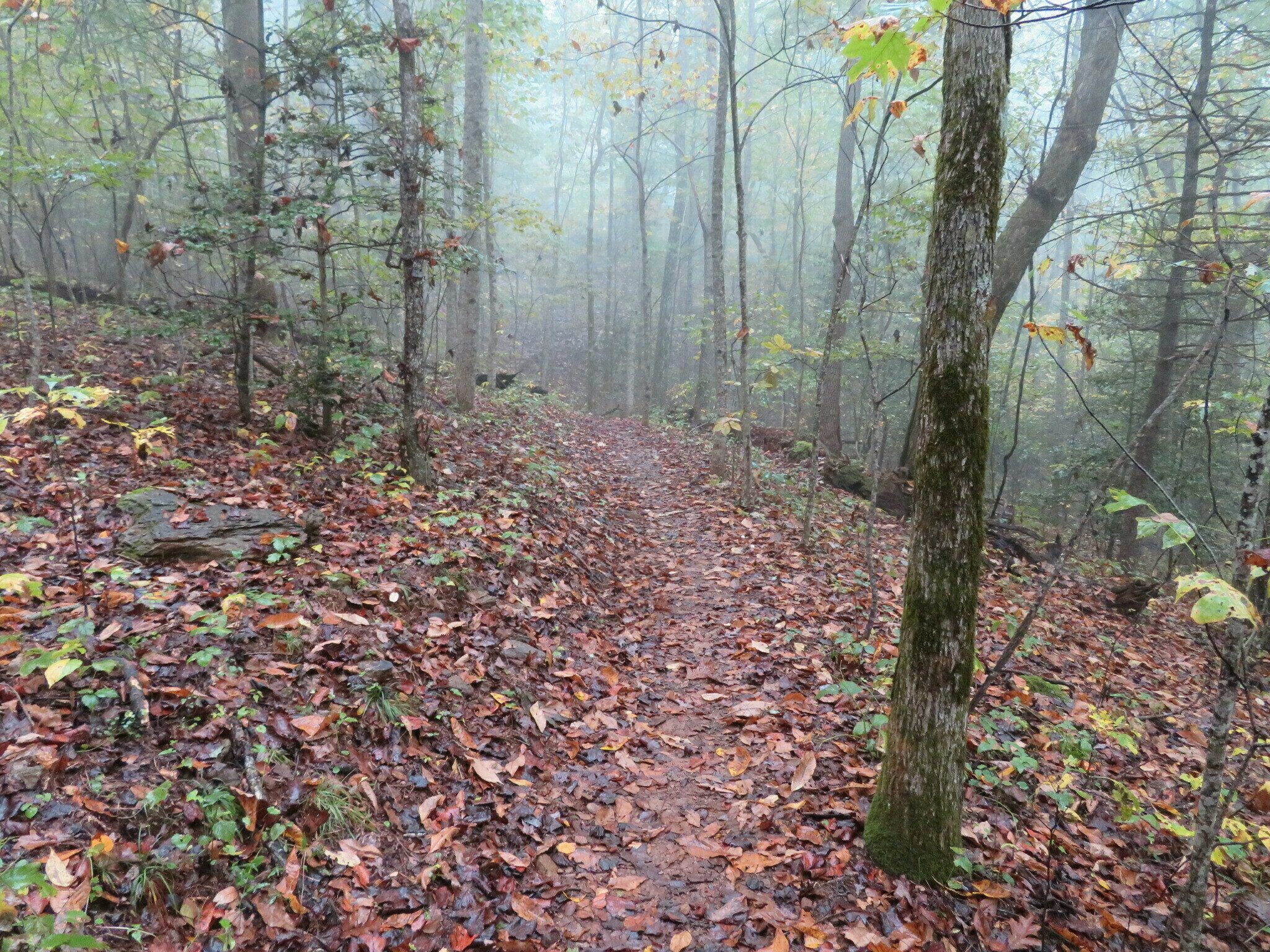 A bit foggy at the start of our hike.