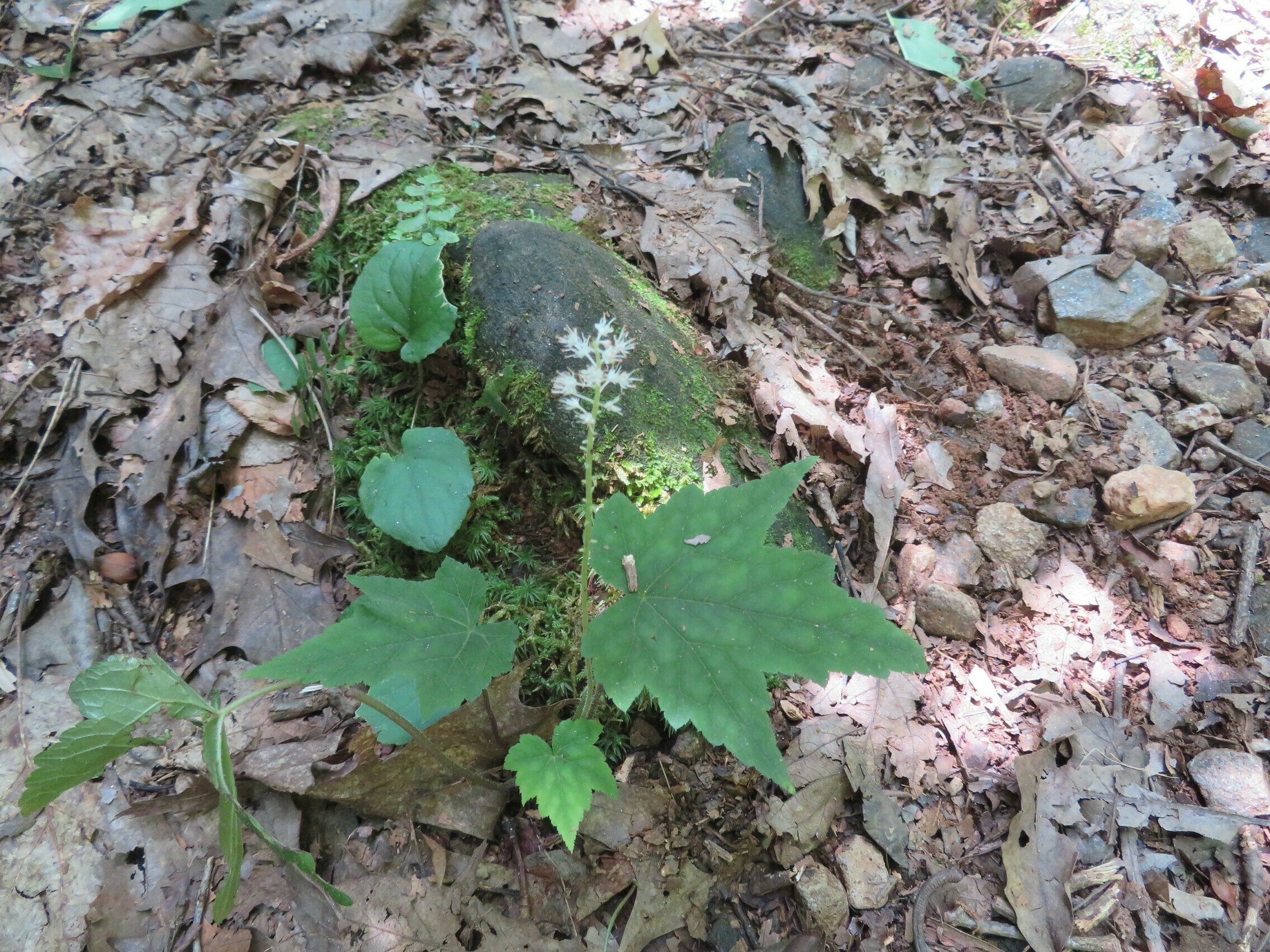 Lonely, small Foam Flower in the middle of the trail.
