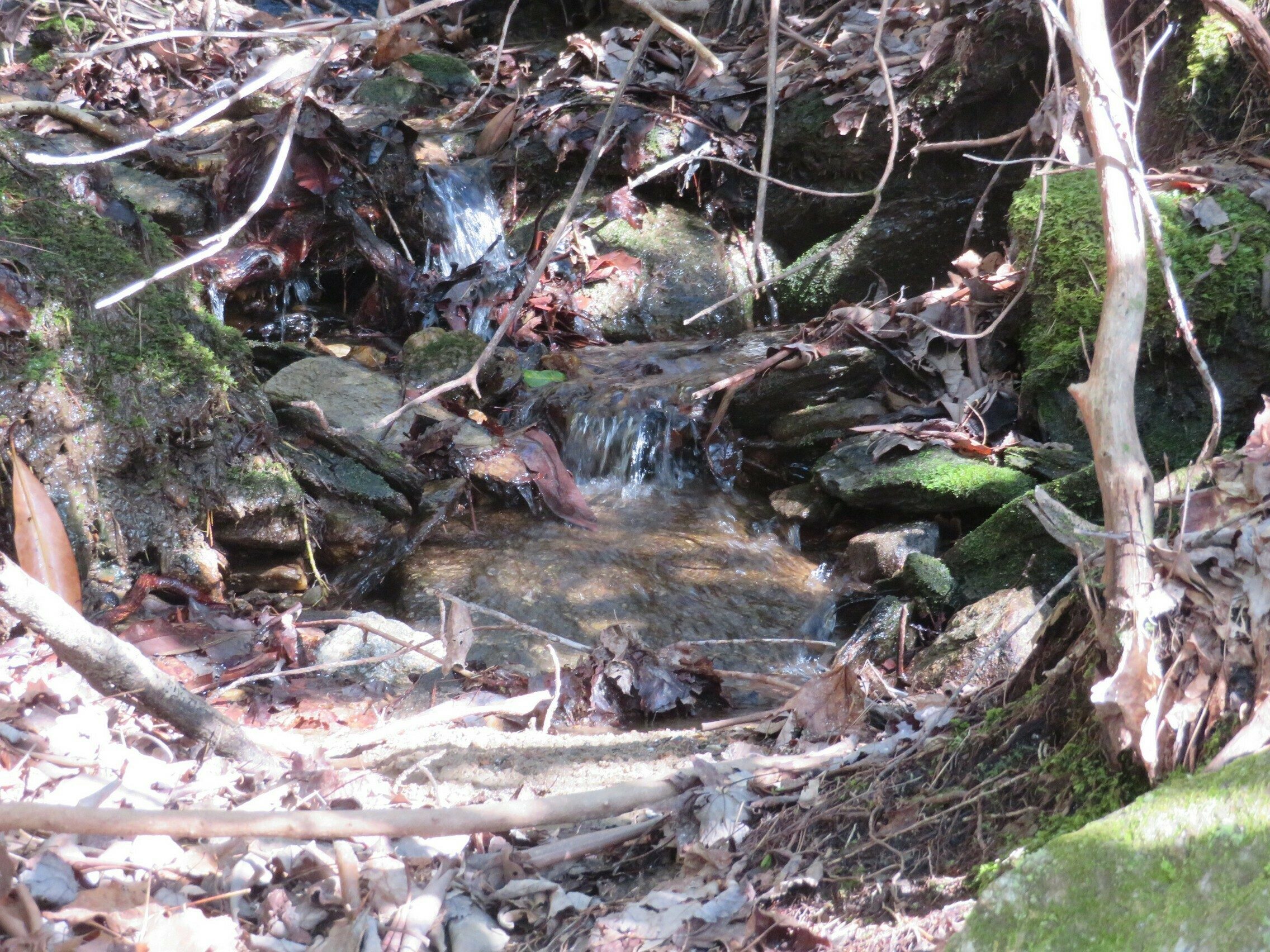 Lots of small, but pretty drainage features along the trail.