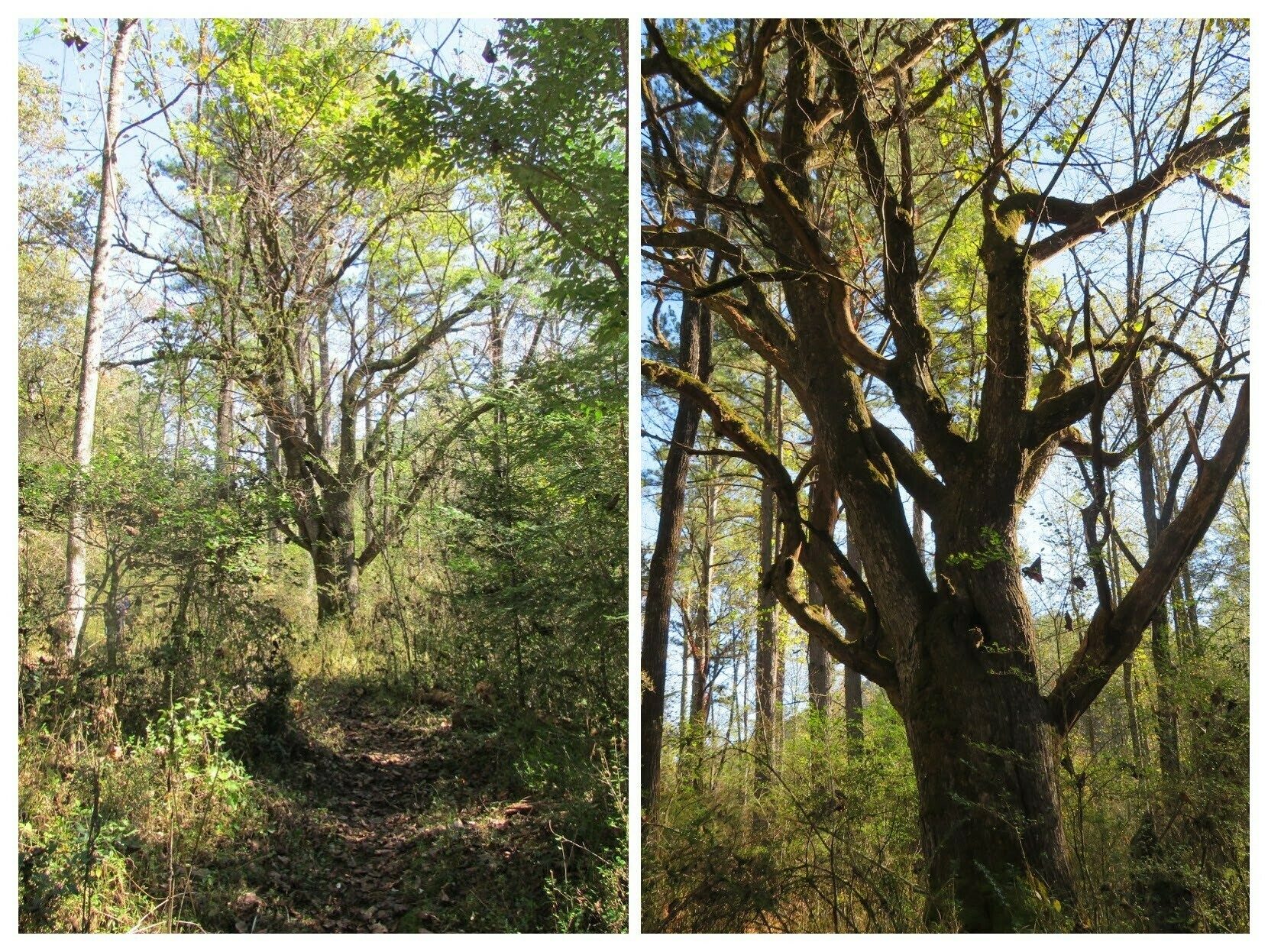 Large, gnarly tree along the trail in the vicinity of the old homestead that caught our eye.