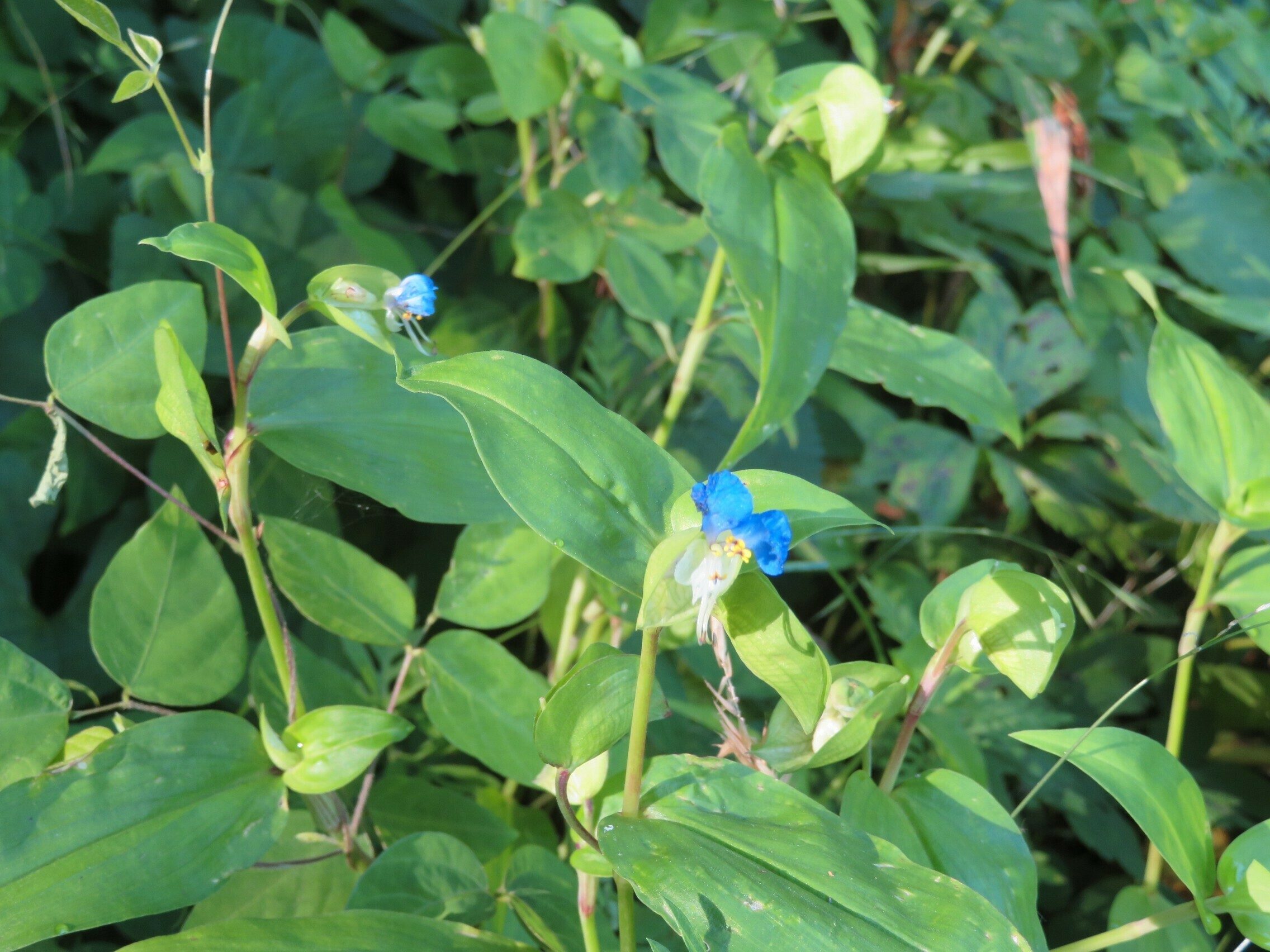 Asiatic dayflower (Commelina communis)