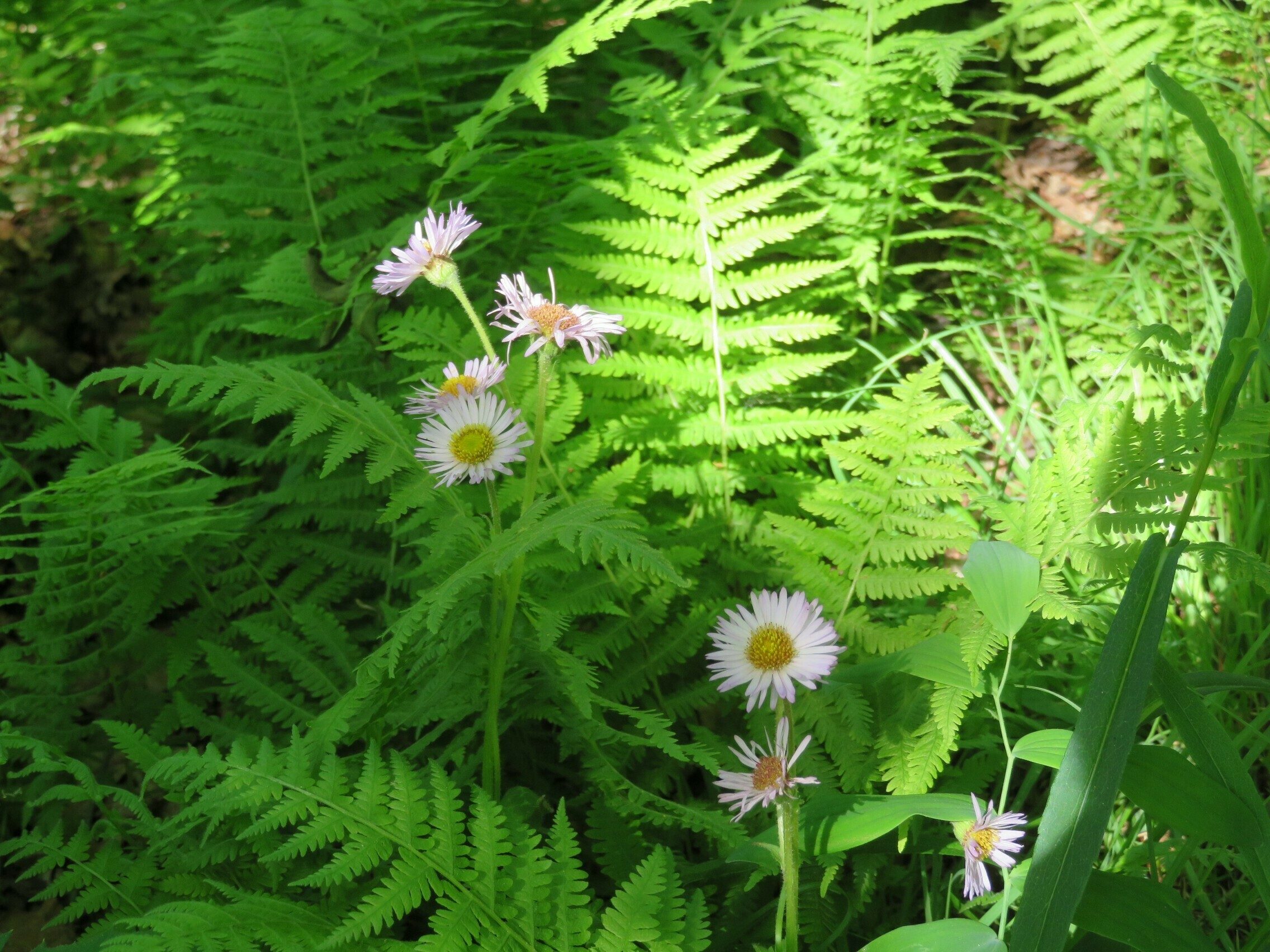 Nice arrangement of Daisy Fleabane among New York Ferns