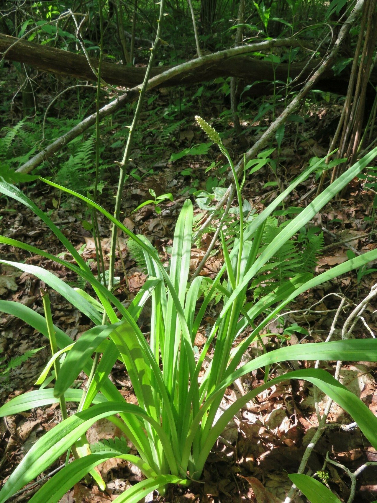 Unknown plant about to bloom. . . . anybody?