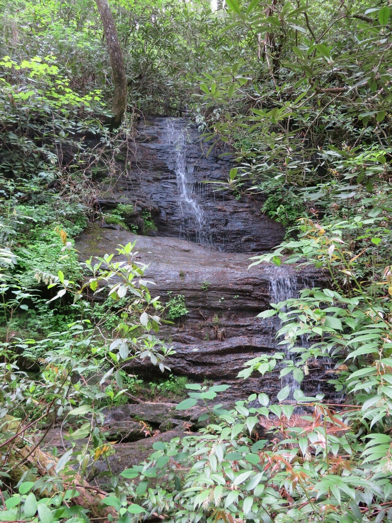Pretty falls along the trail at 1.4 miles from trailhead.