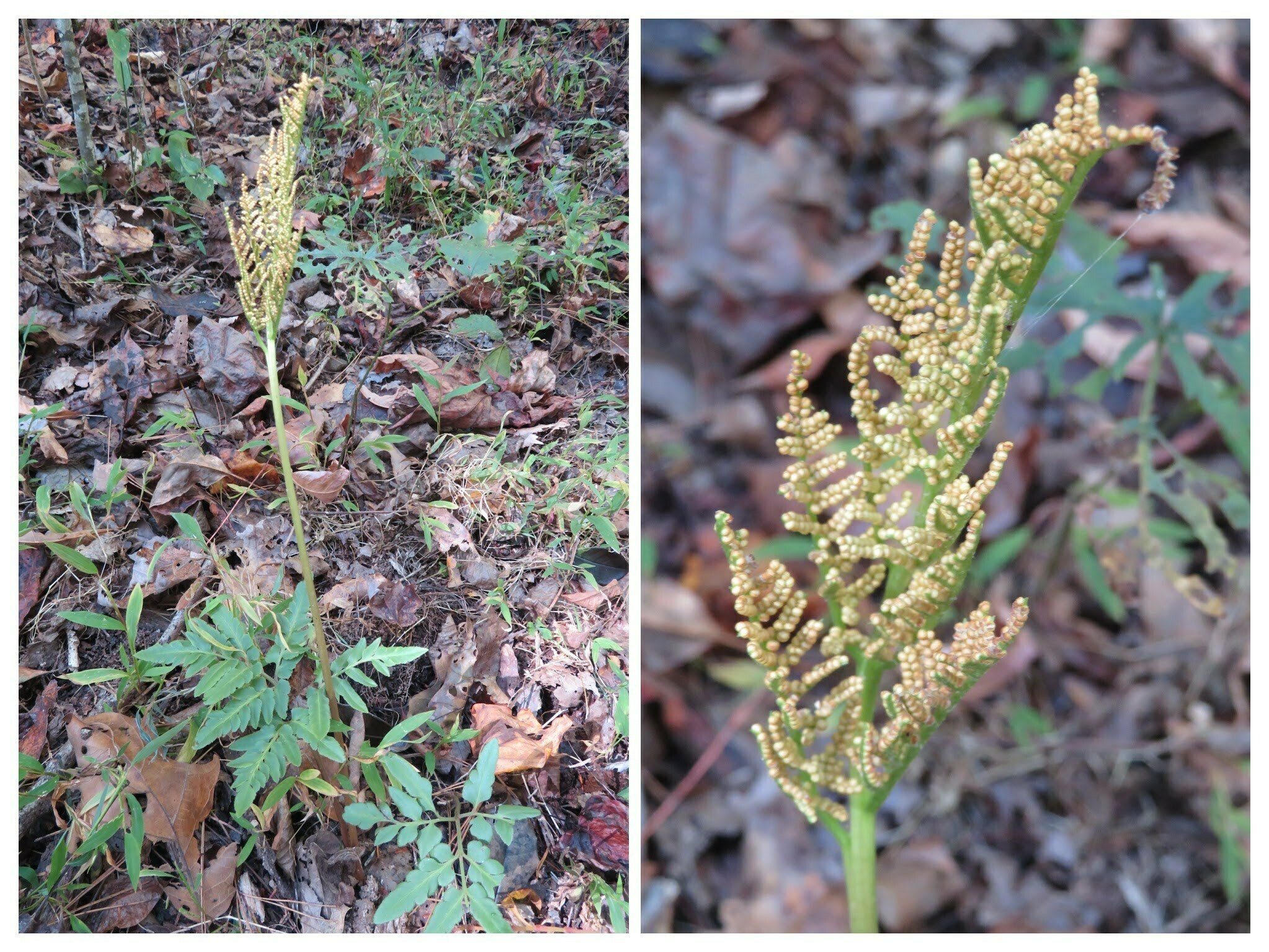 Now this is something you don't see too often: Cutleaf grapefern (Botrychium dissectum).