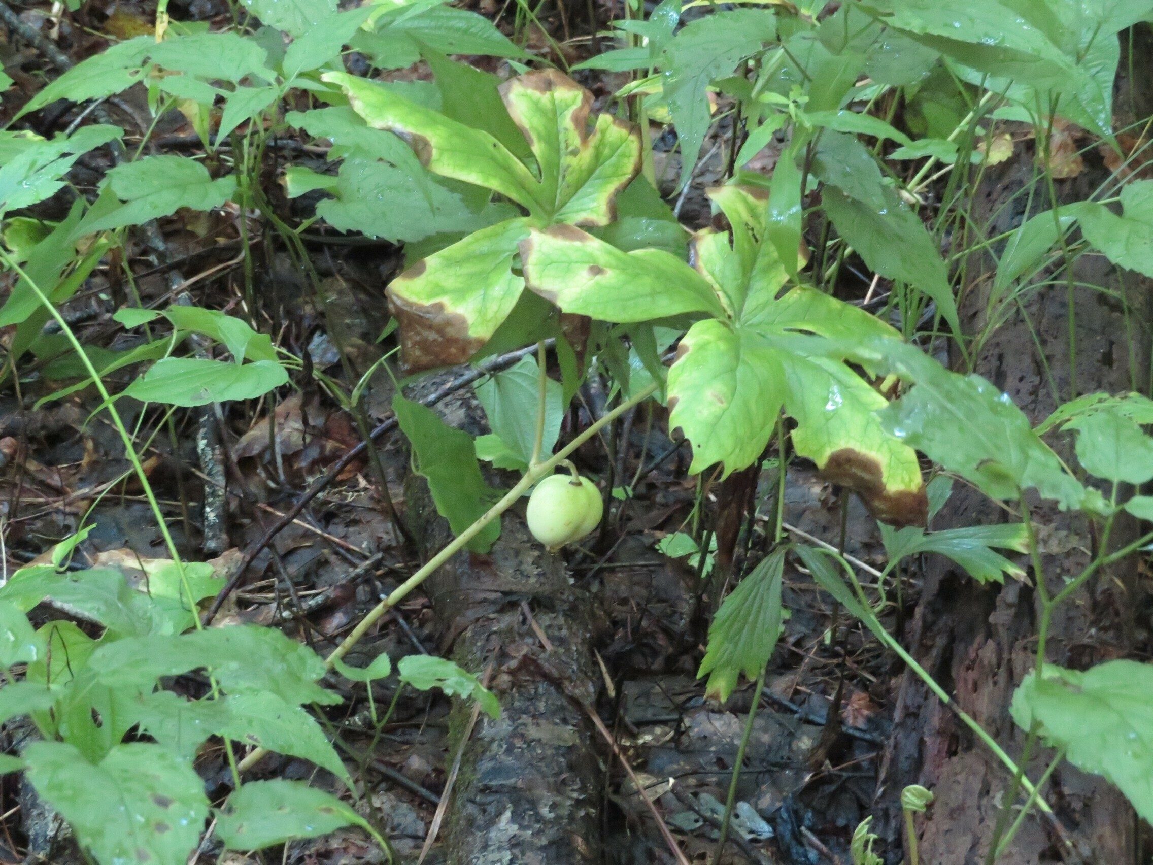 Mayapple with large fruit.