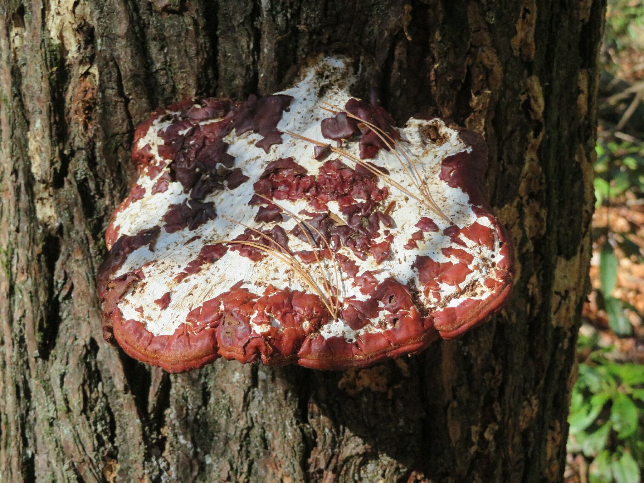 A single example of fungus along the trail, possibly spotty by pine sap.