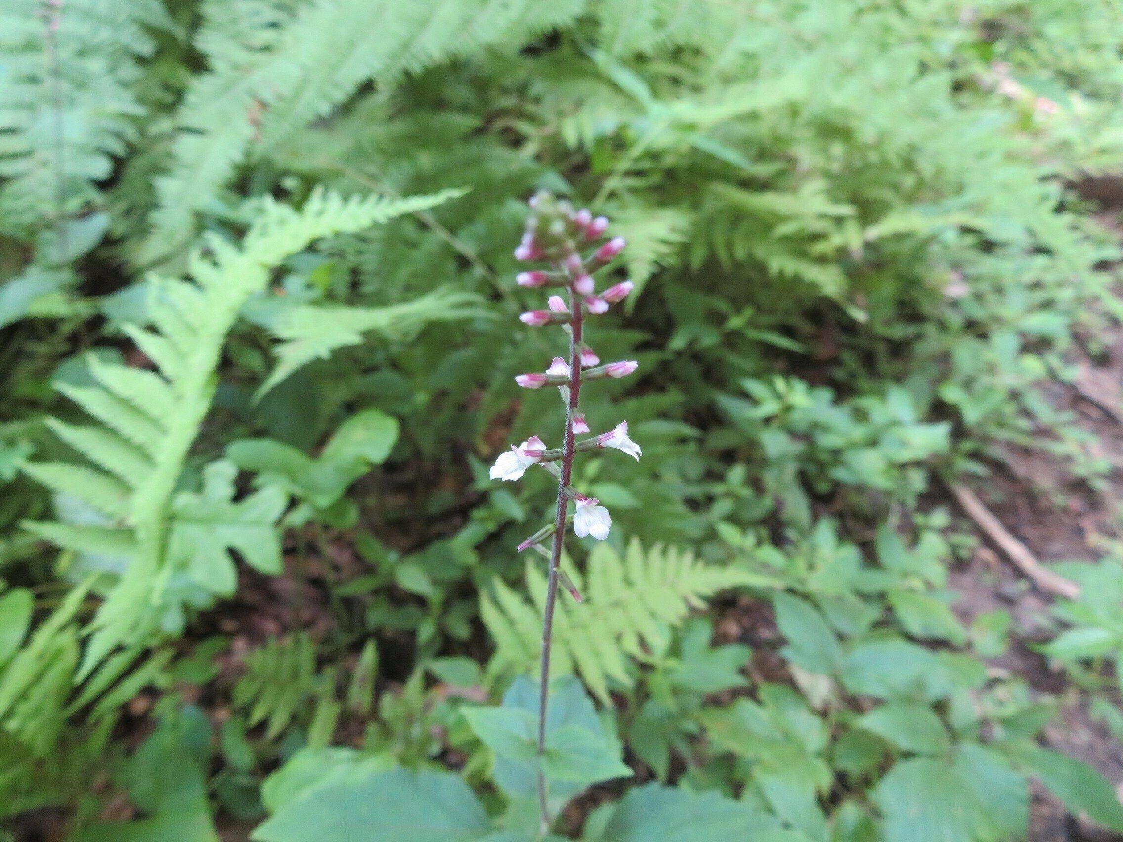 American lopseed (Phryma leptostachya) ??