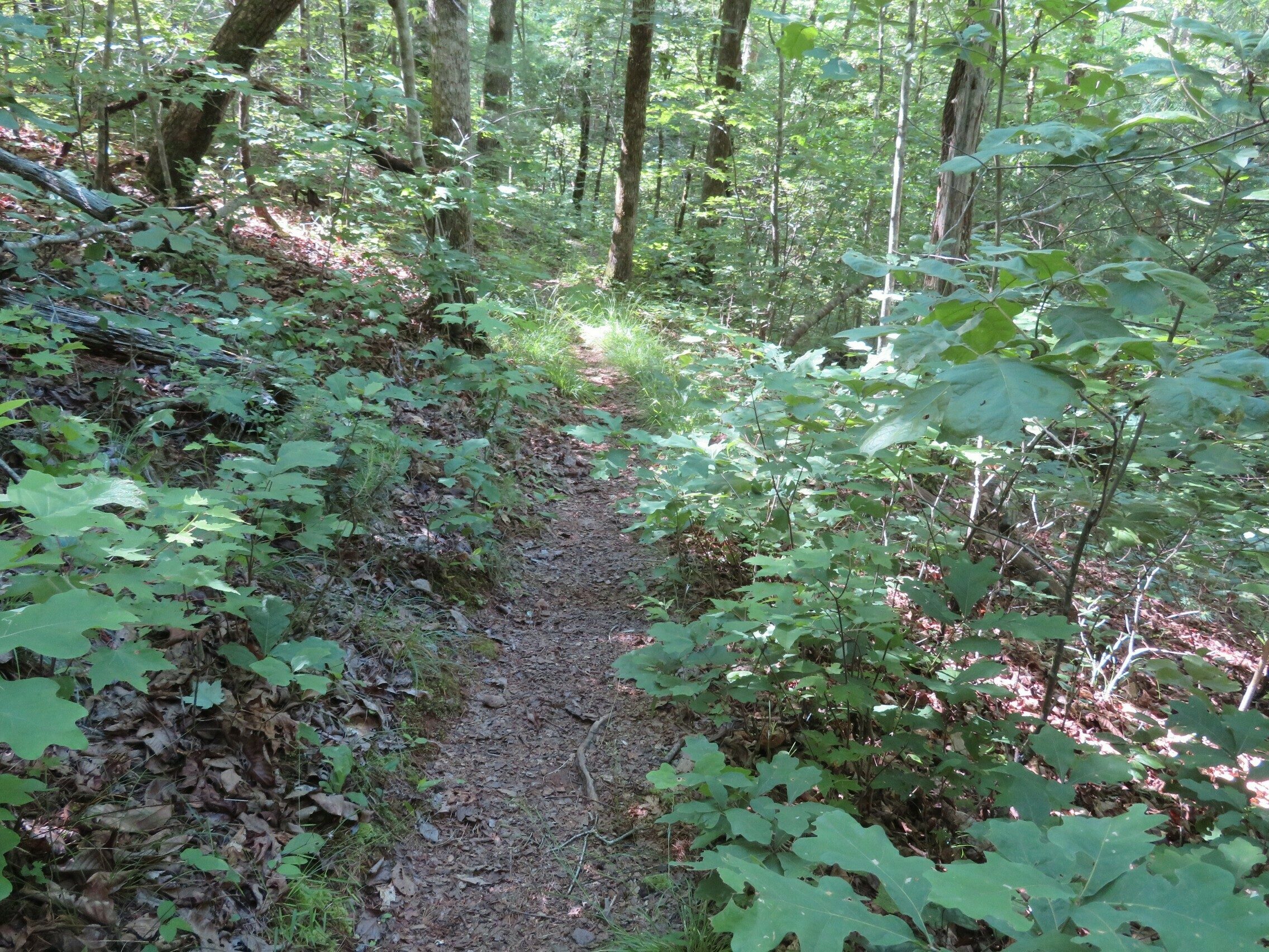 Nice soft trail