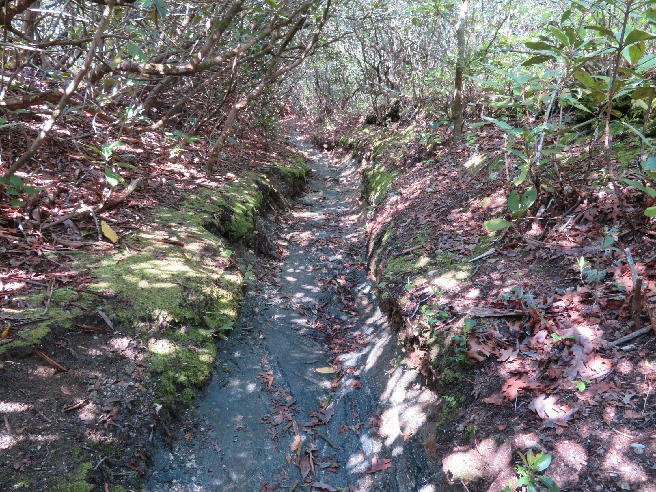 Typical trail conditions half way up Scaly Mountain showing heavy use