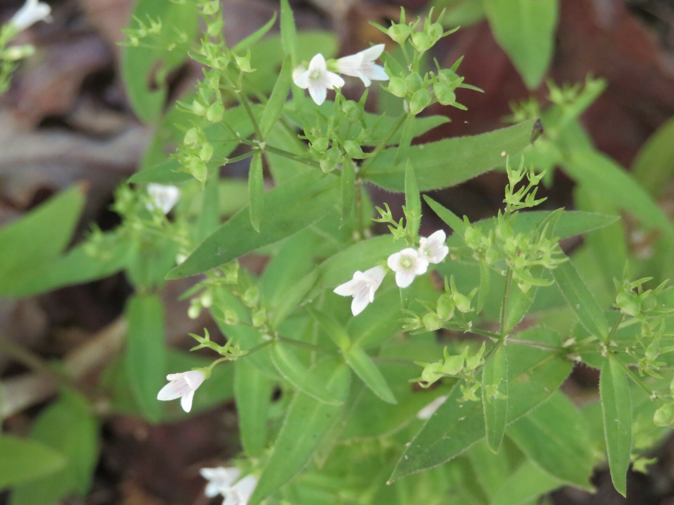 Woodland Bluet (Houstonia lanceolata)