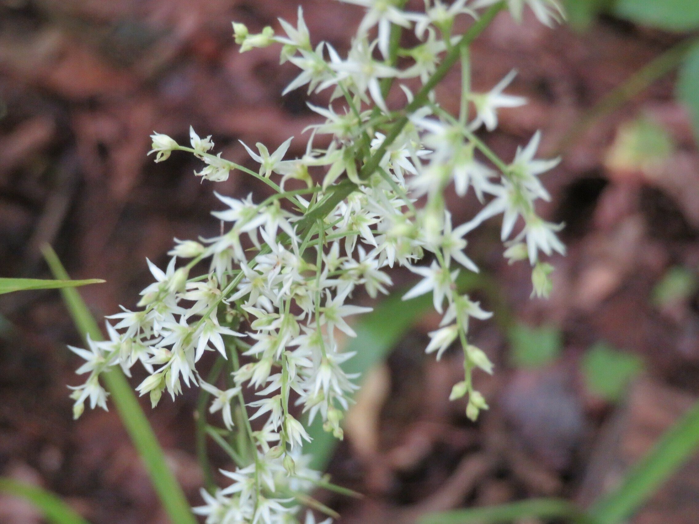 Eastern featherbells (Stenanthium gramineum) ???