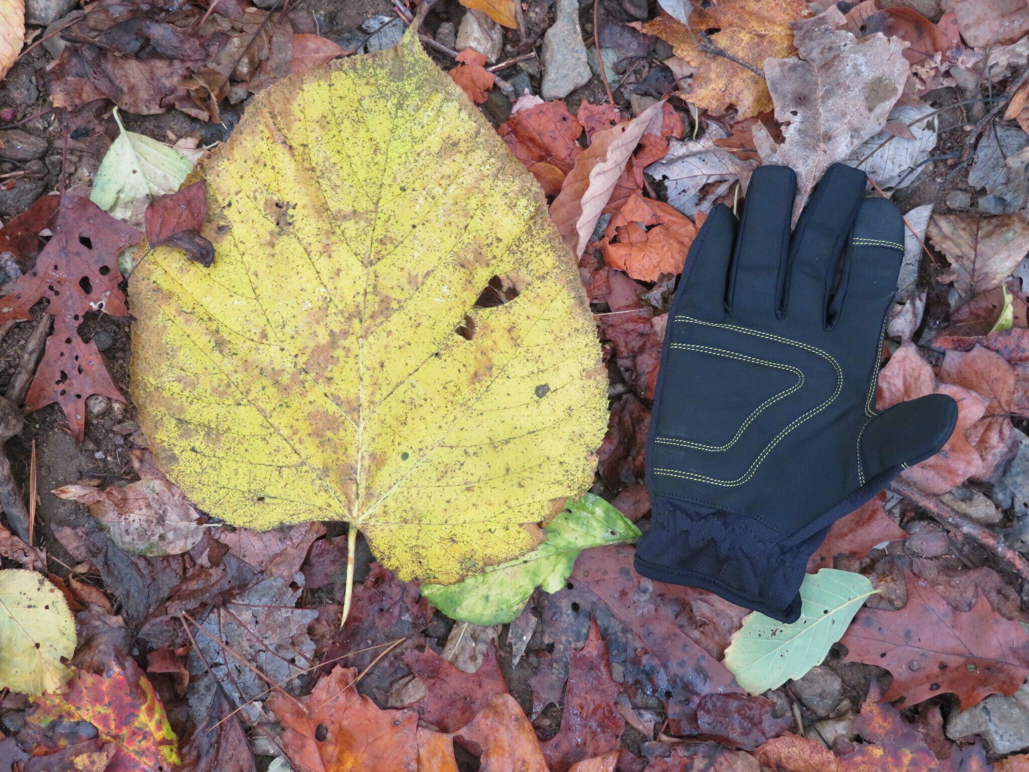 Now that's a big yellow leaf!