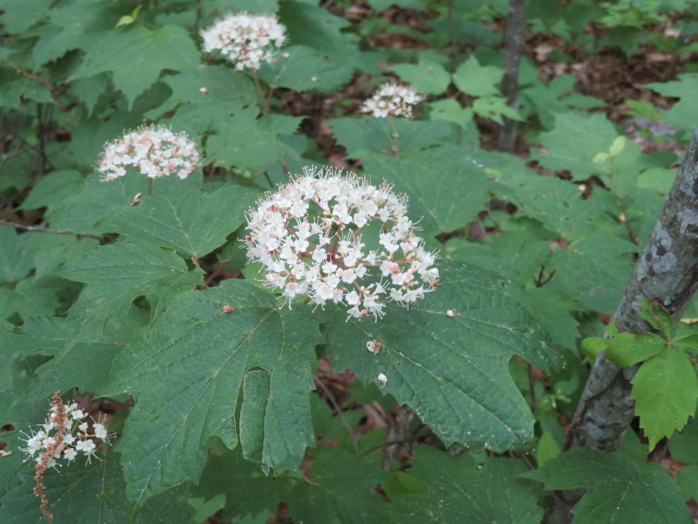 Maple-Leaf Viburnum(Viburnum acerifolium)