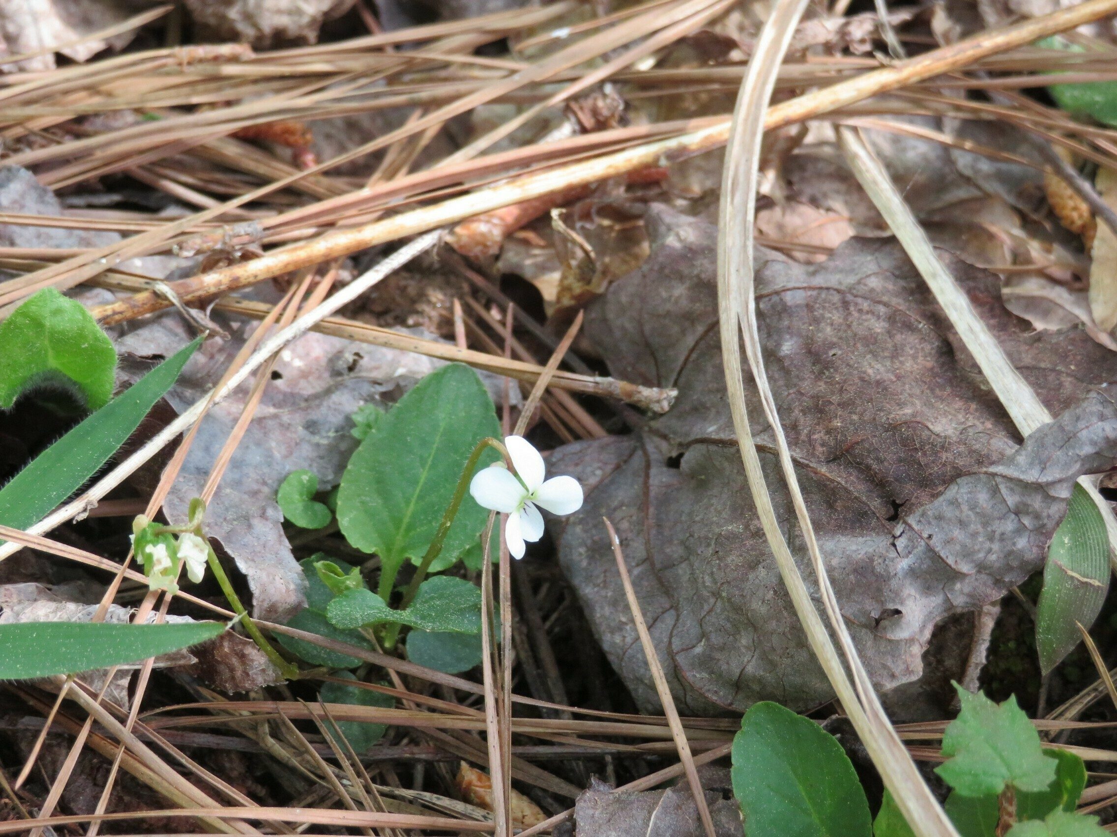 Violet, White (Viola blanda)