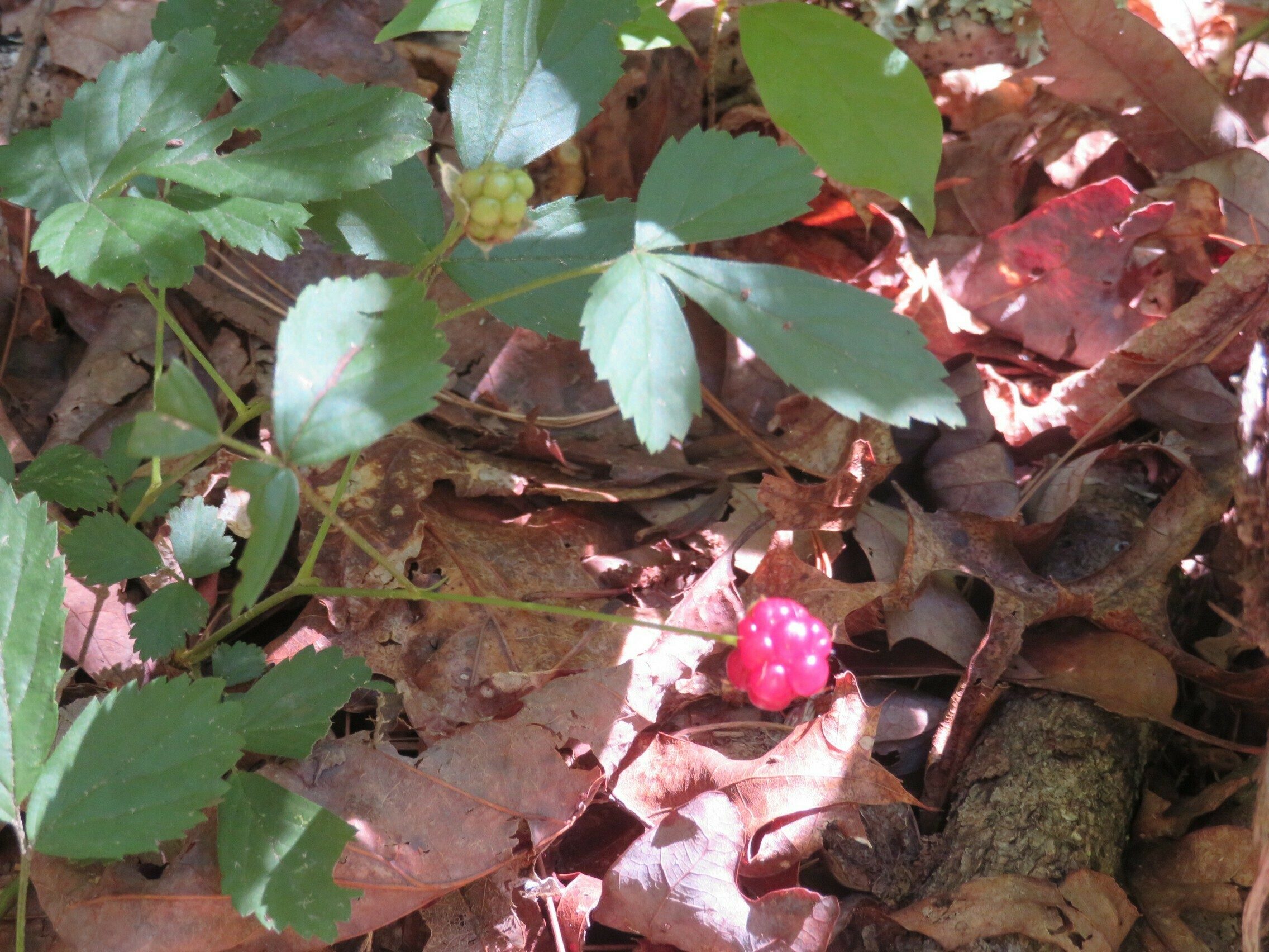 Blackberry beginning to ripen